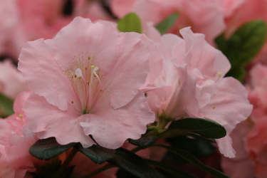 Platzhalter für Foto der Pflanze
