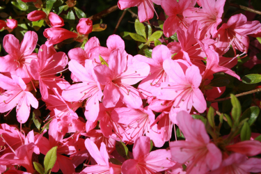 Platzhalter für Foto der Pflanze