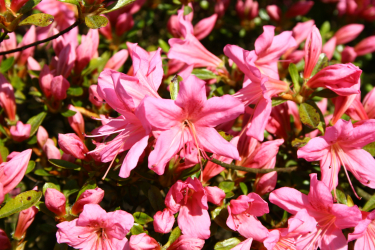 Platzhalter für Foto der Pflanze