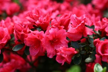 Platzhalter für Foto der Pflanze