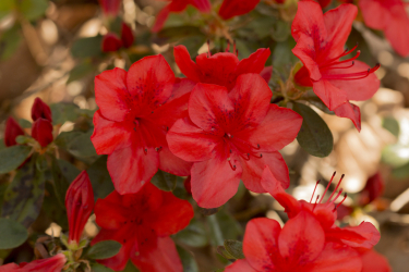 Platzhalter für Foto der Pflanze