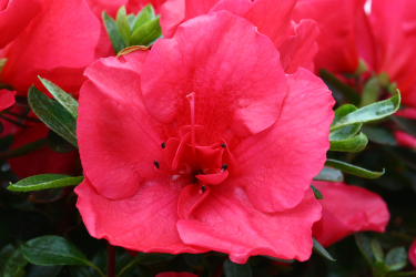 Platzhalter für Foto der Pflanze