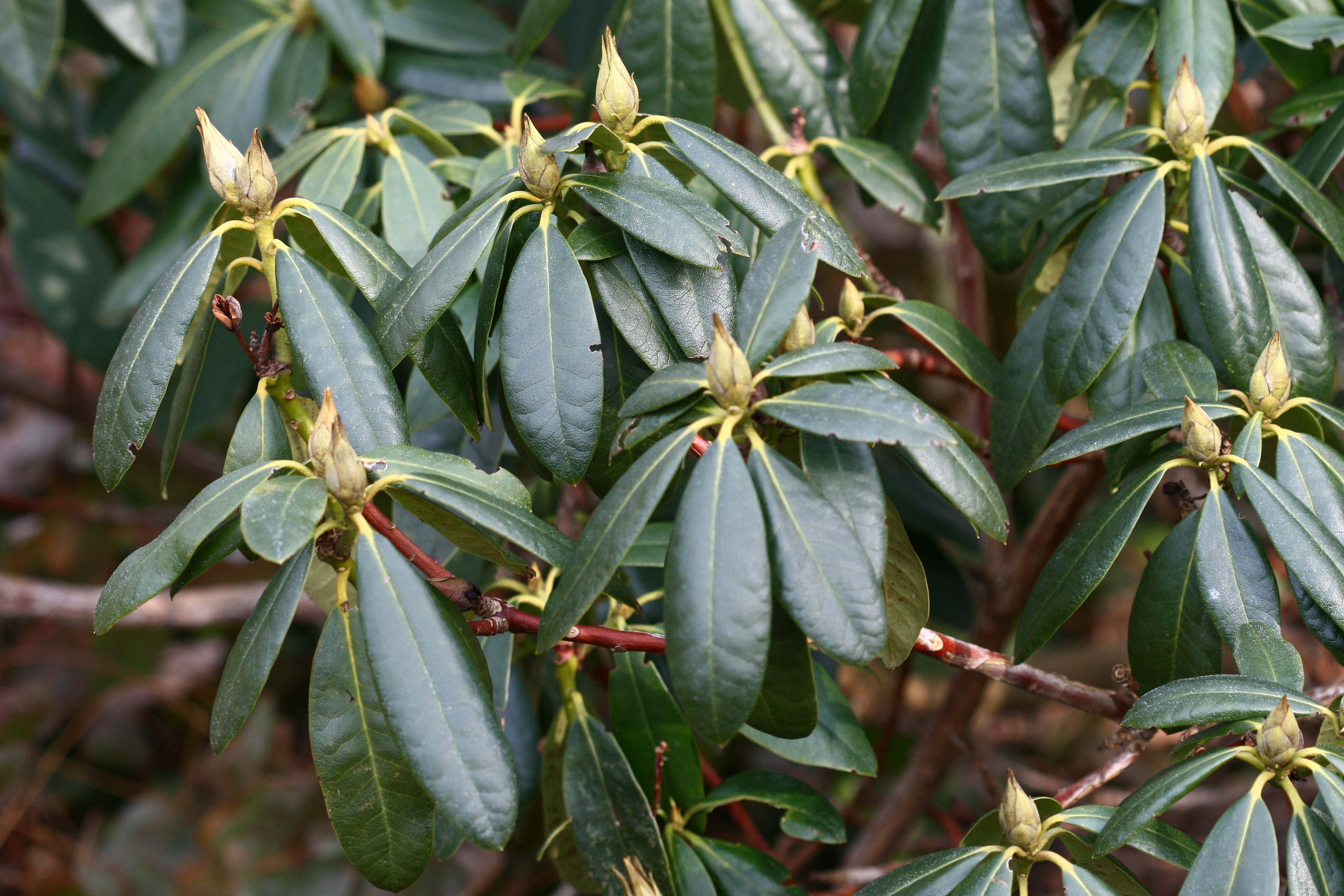 Rododendras Rasputin Deutsche Genbank Rhododendron