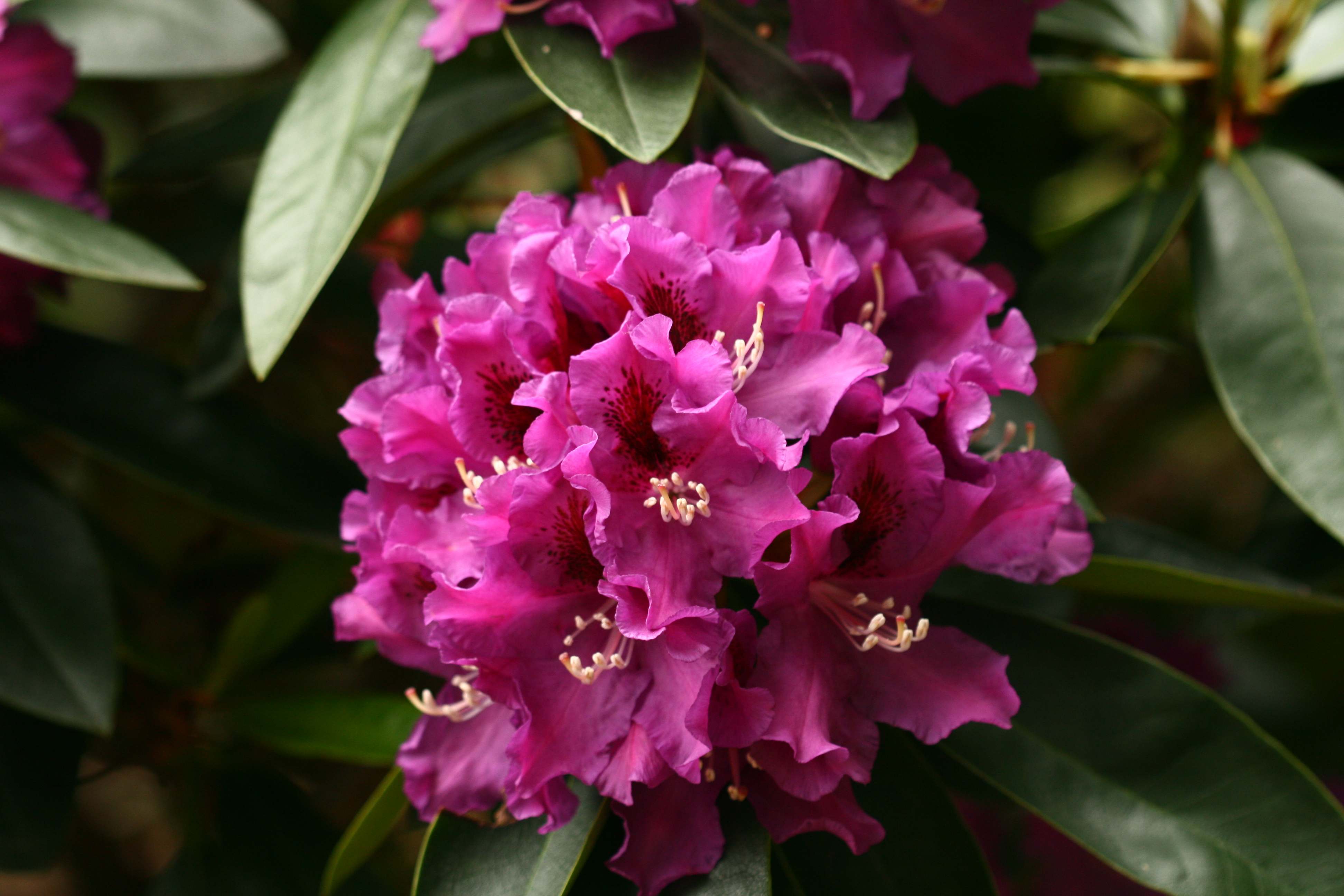 Rododendras Rasputin Deutsche Genbank Rhododendron