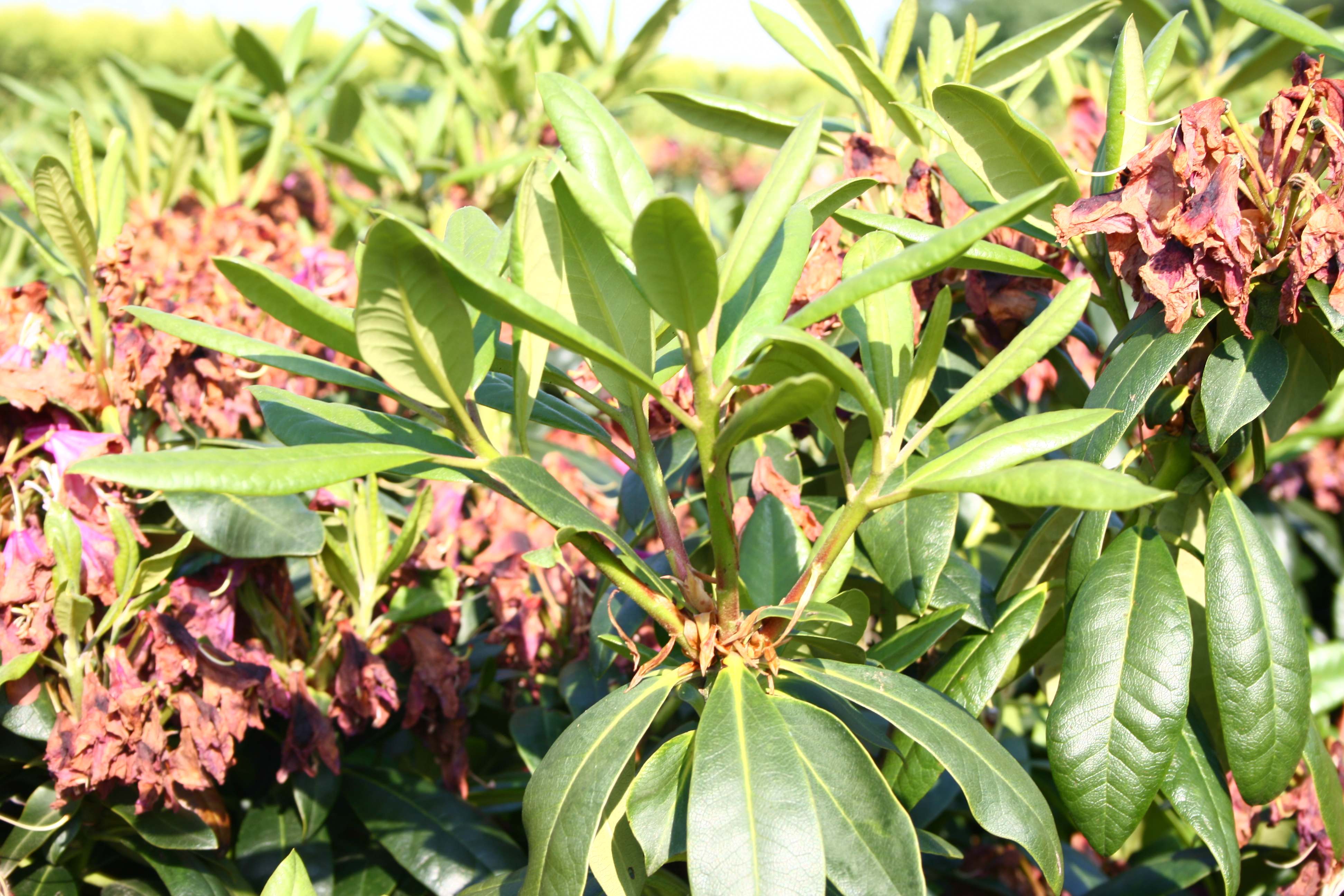 Rododendras Rasputin Deutsche Genbank Rhododendron
