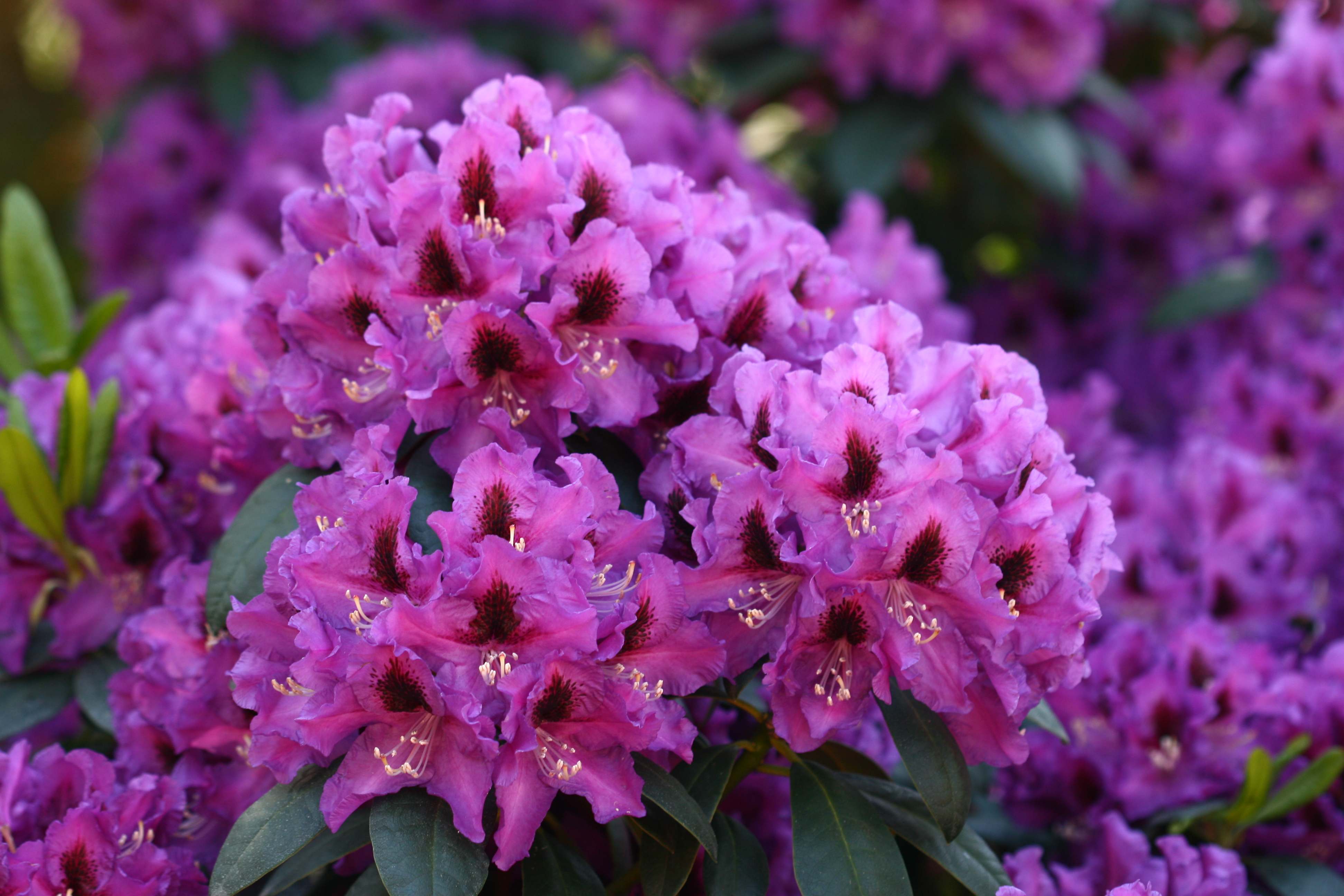 Rododendras Rasputin Deutsche Genbank Rhododendron
