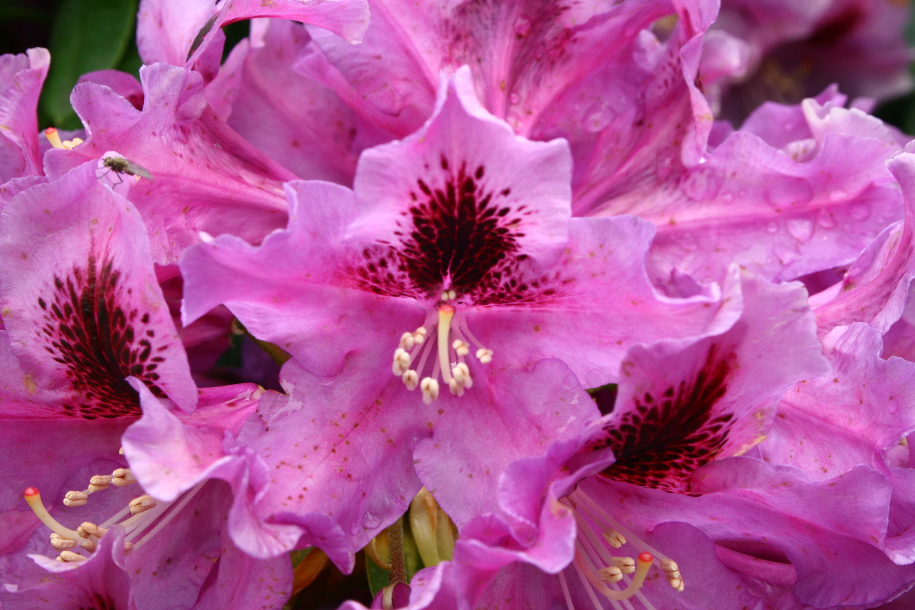 Rododendras Rasputin Deutsche Genbank Rhododendron