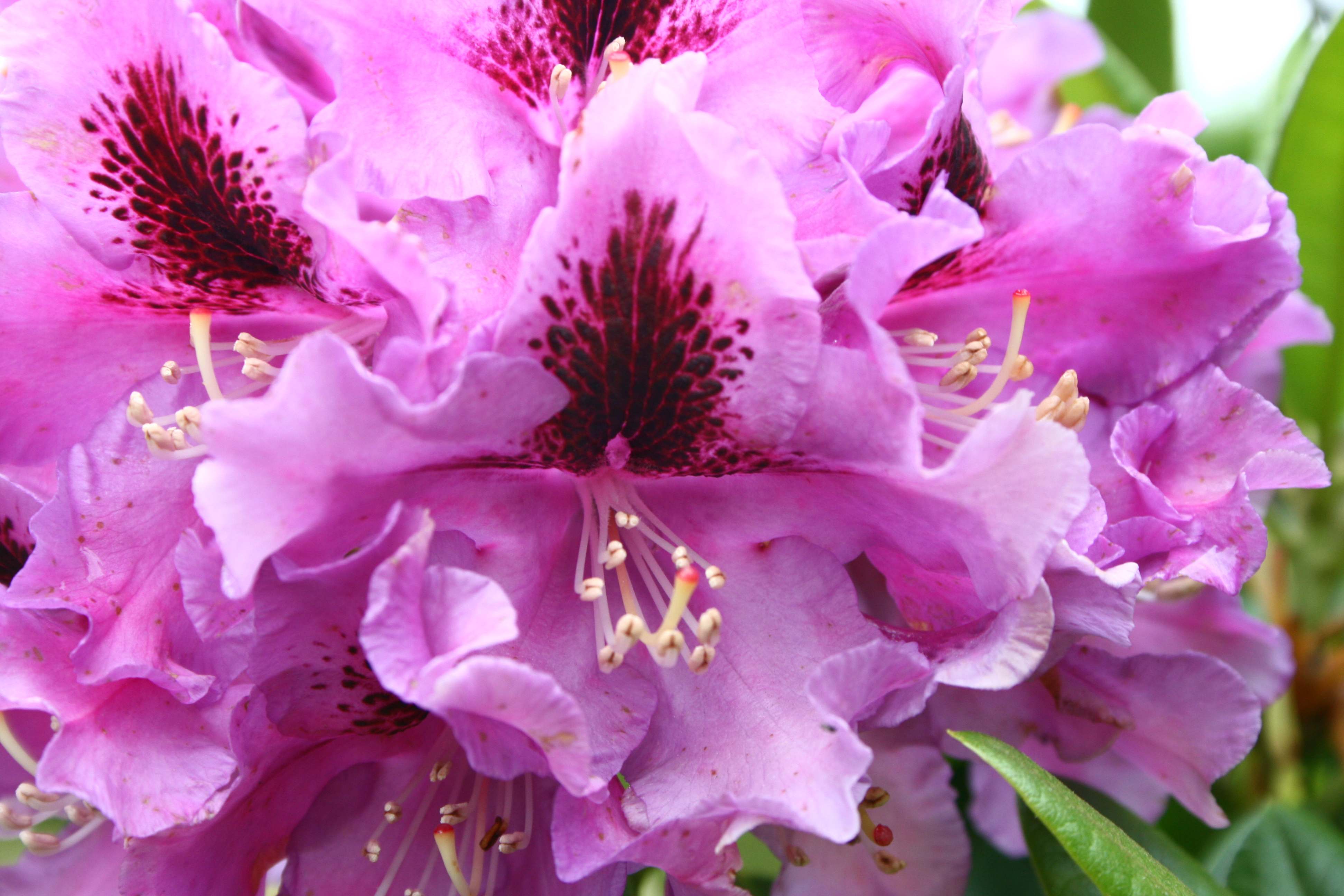 Rododendras Rasputin Deutsche Genbank Rhododendron