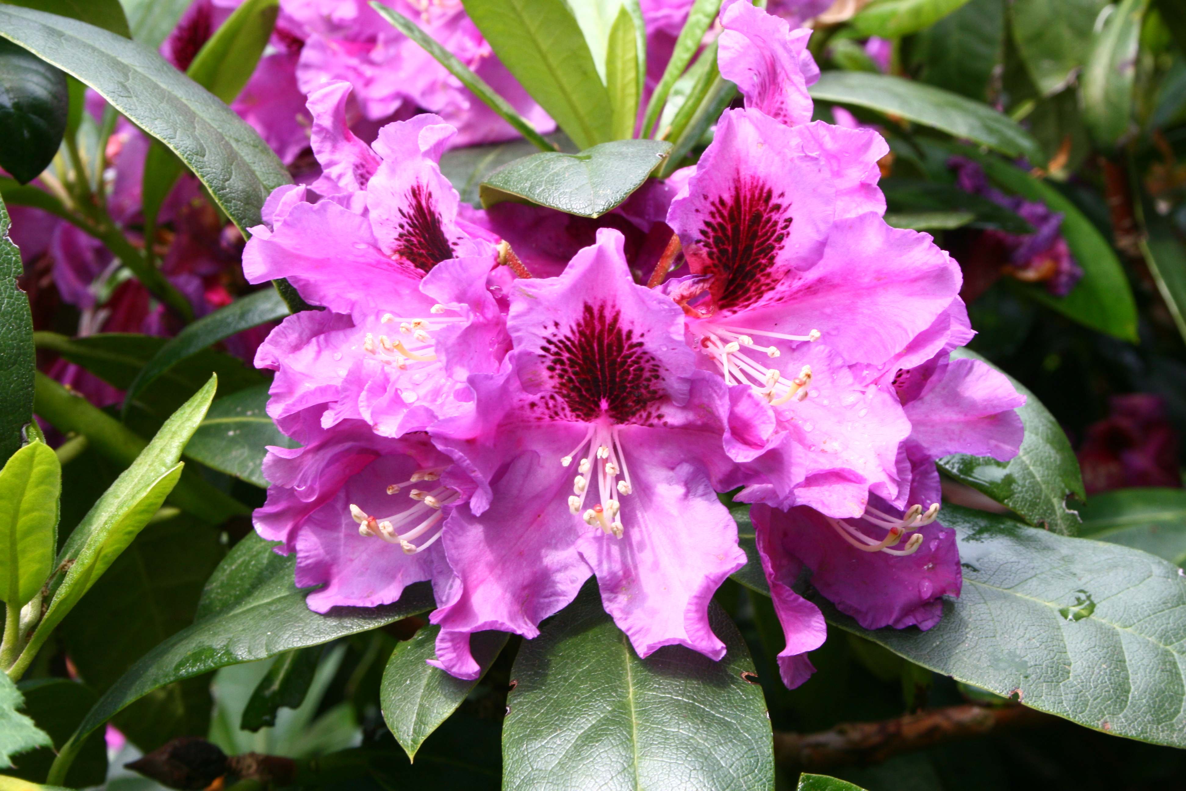 Rododendras Rasputin Deutsche Genbank Rhododendron