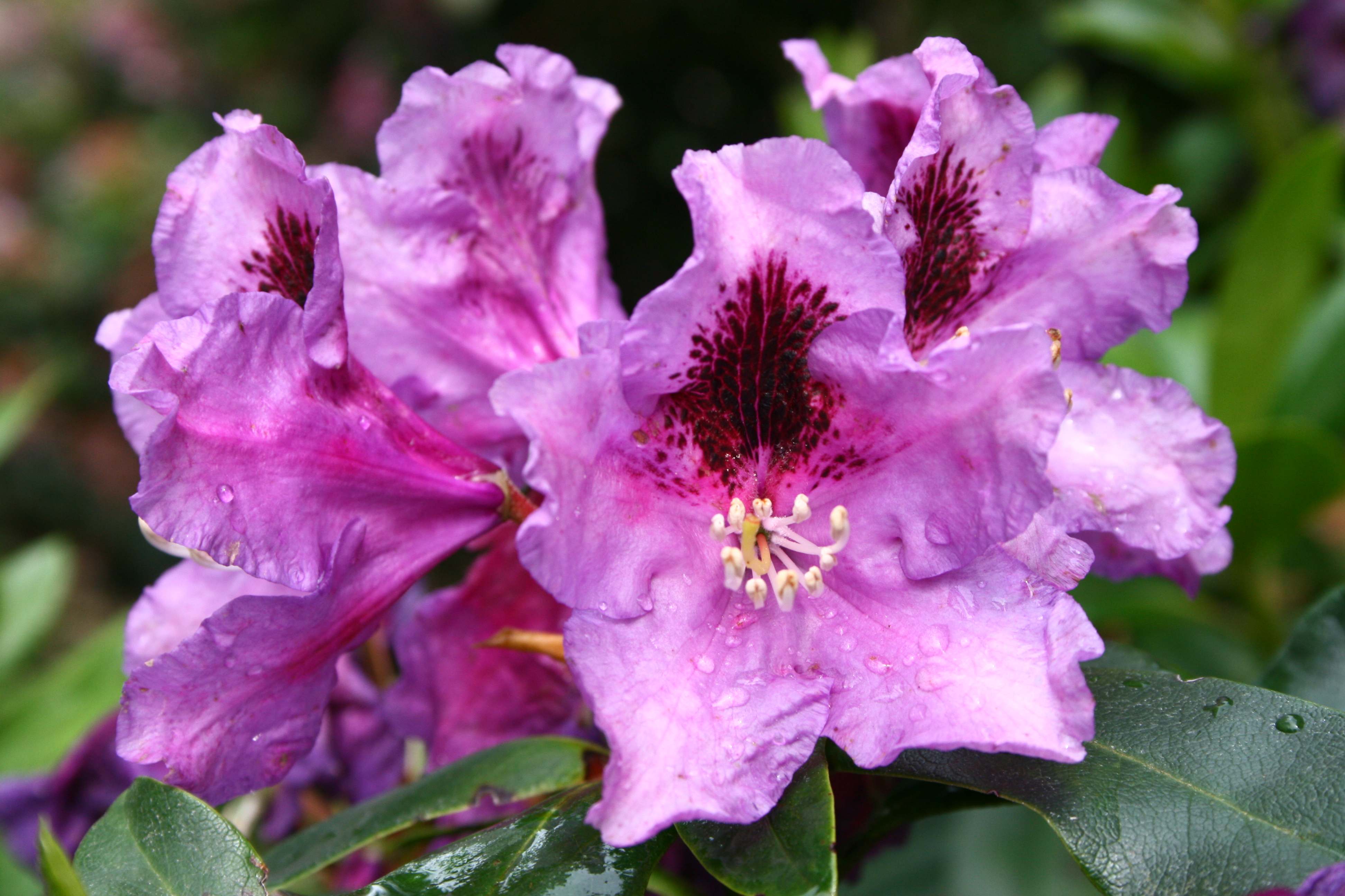 Rododendras Rasputin Deutsche Genbank Rhododendron