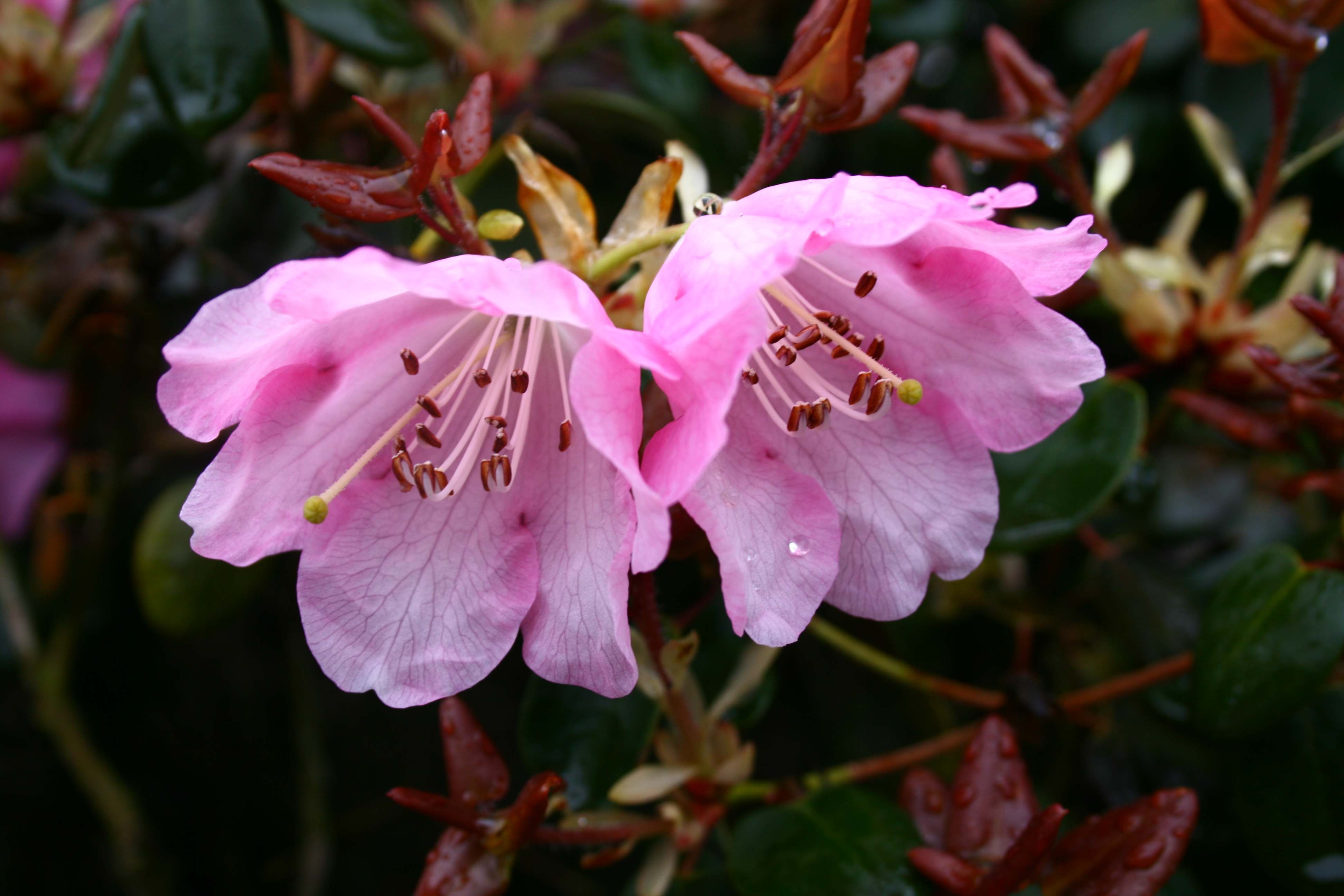 Deutsche Genbank Rhododendron