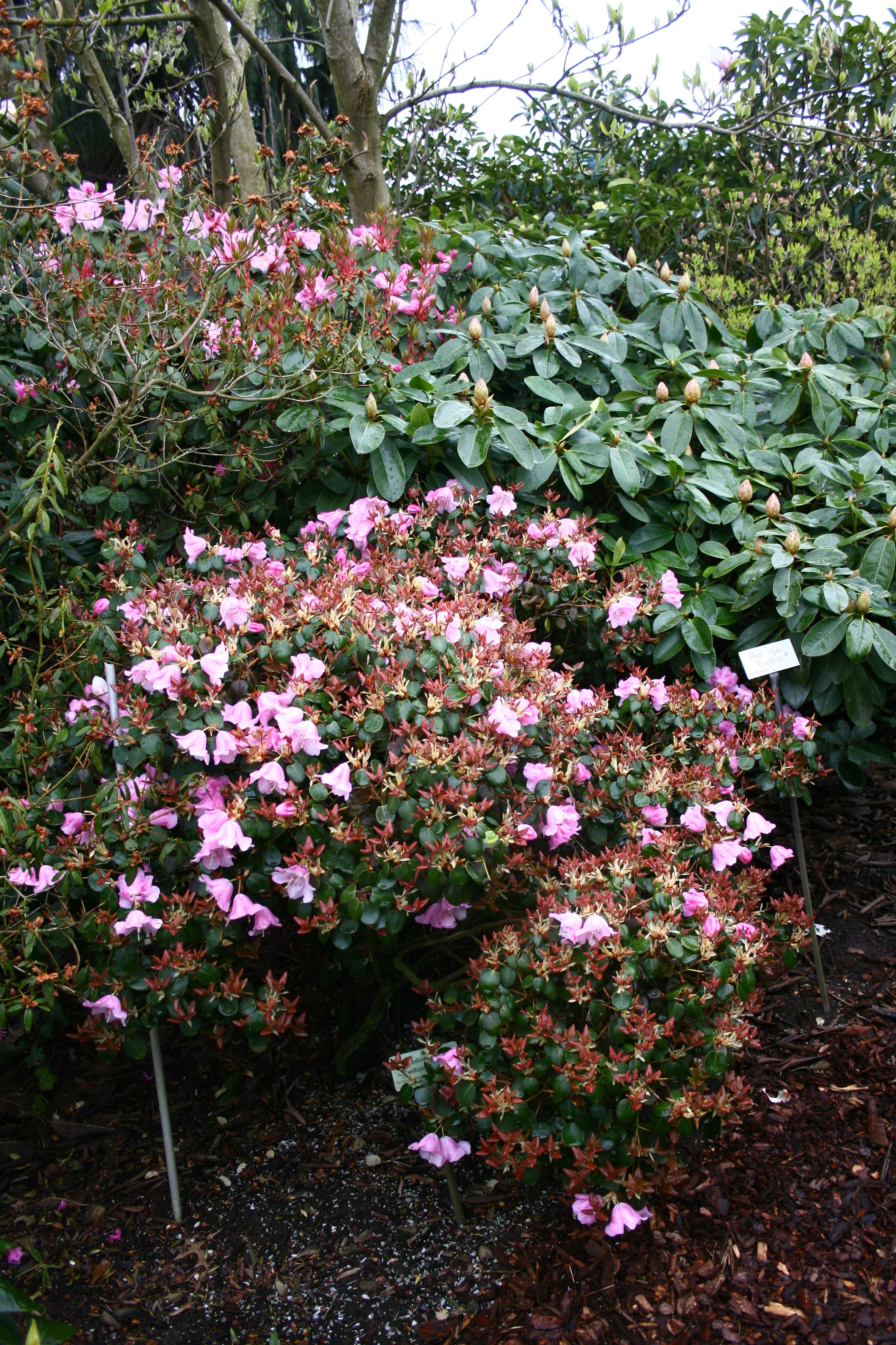 Deutsche Genbank Rhododendron