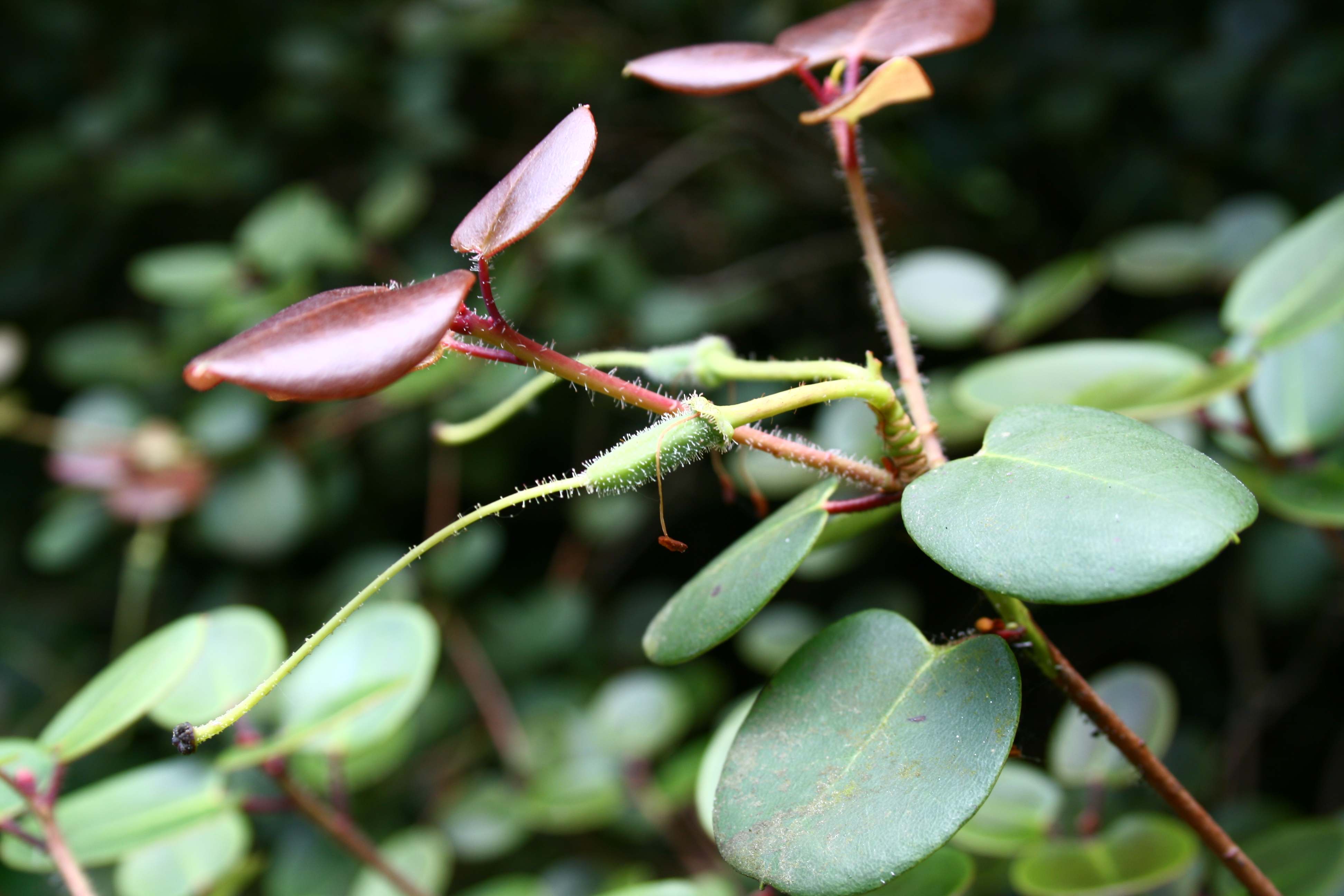 Deutsche Genbank Rhododendron