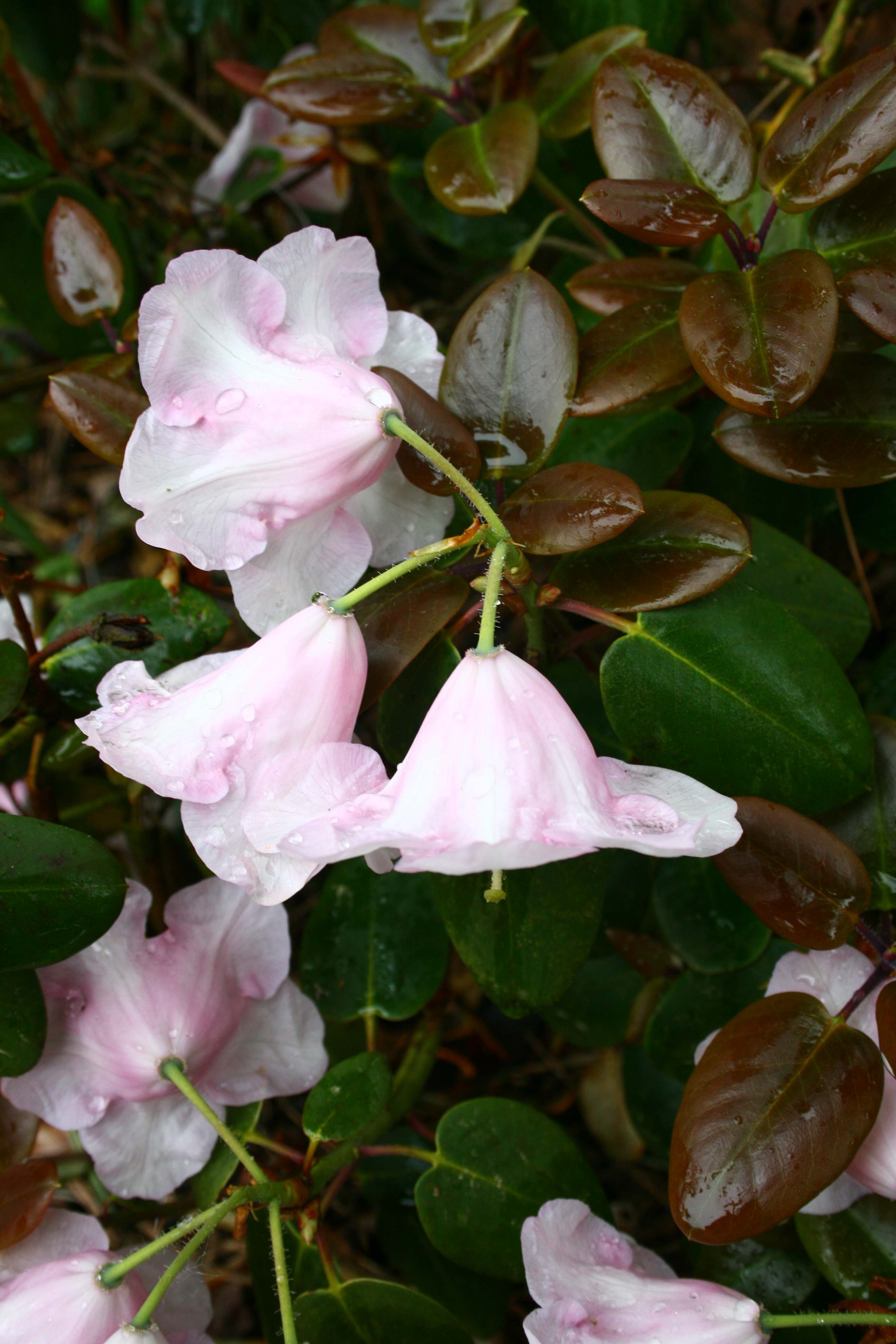 Deutsche Genbank Rhododendron