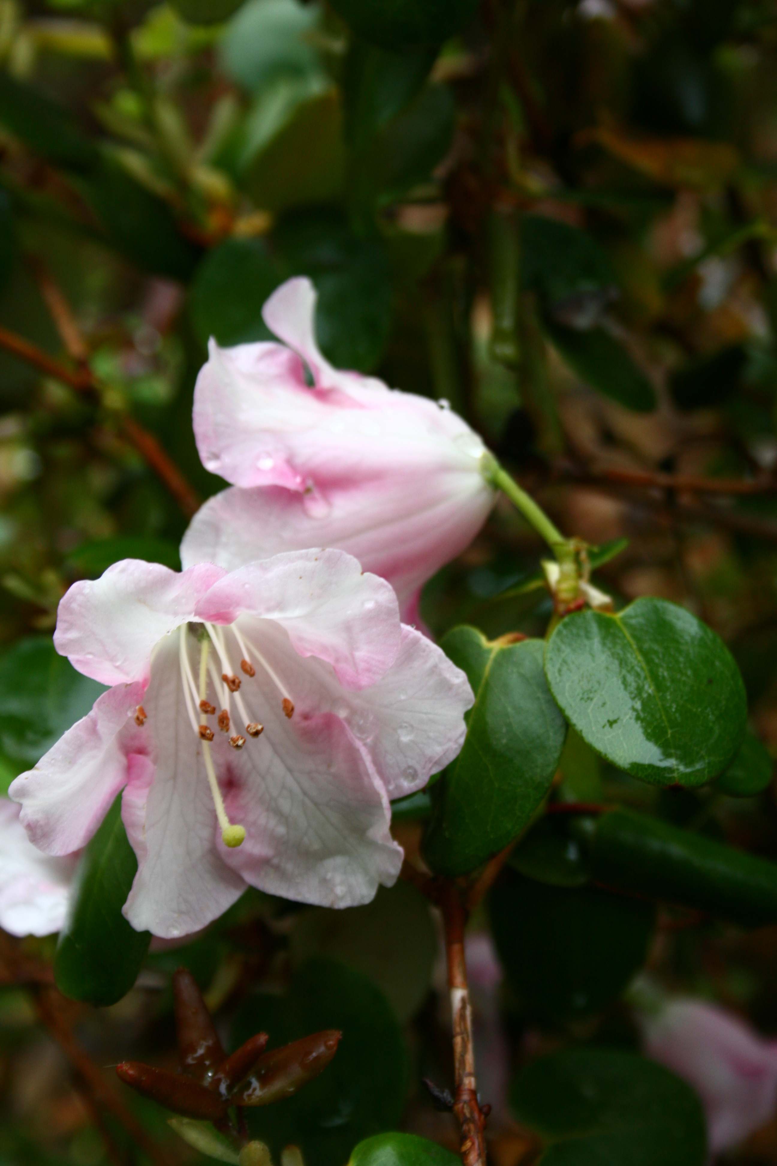 Deutsche Genbank Rhododendron