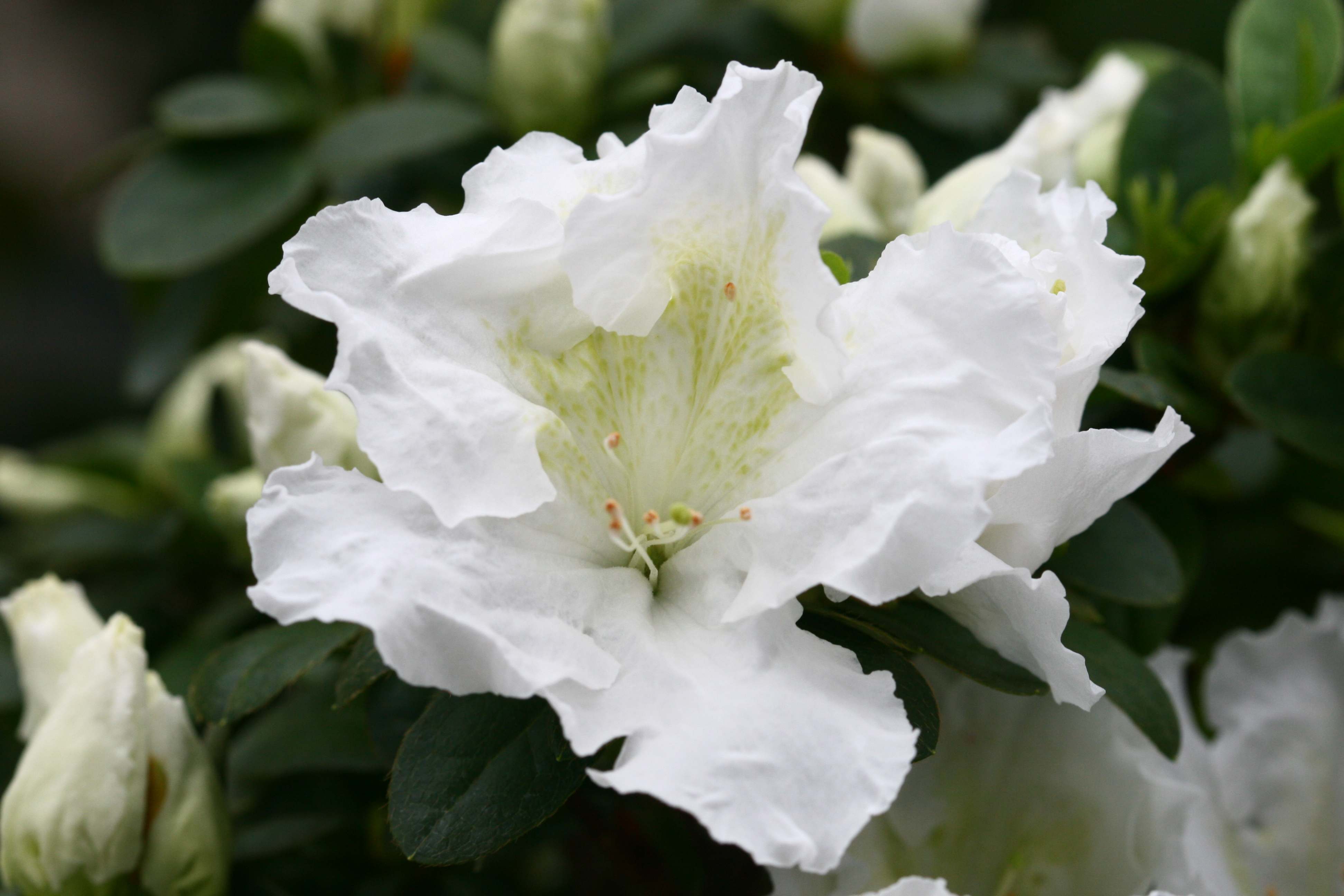 Witte Rhodondendron Deutsche Genbank Rhododendron