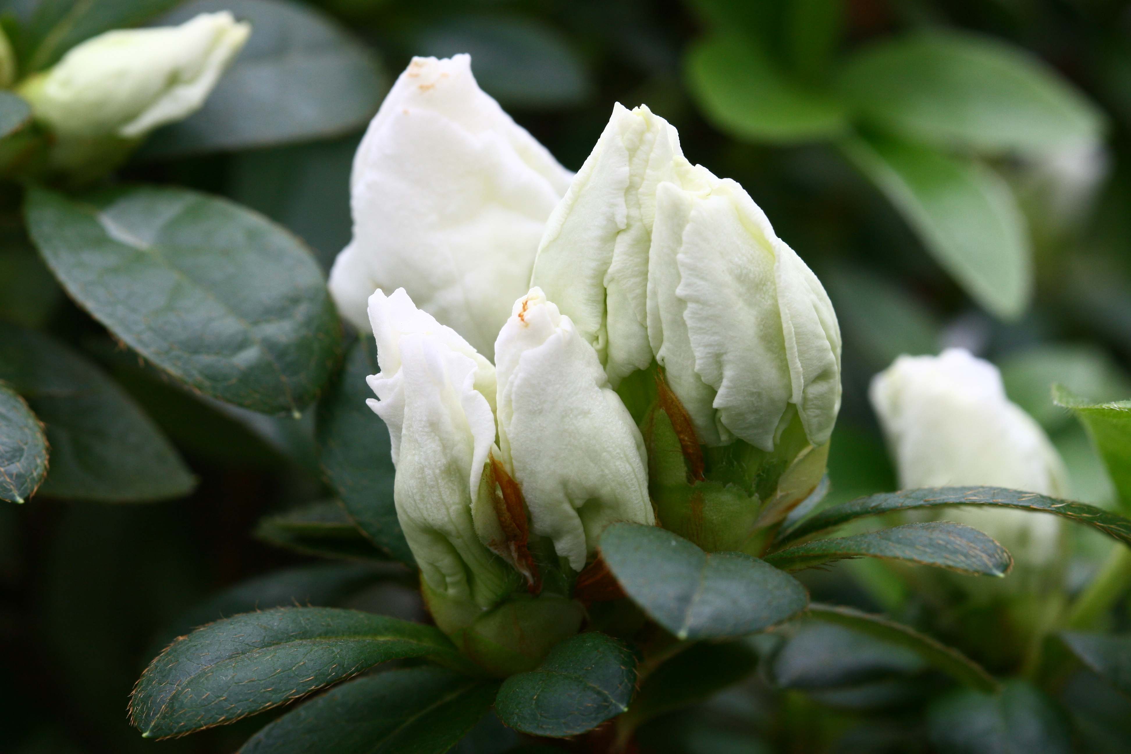 Witte Rhodondendron Deutsche Genbank Rhododendron
