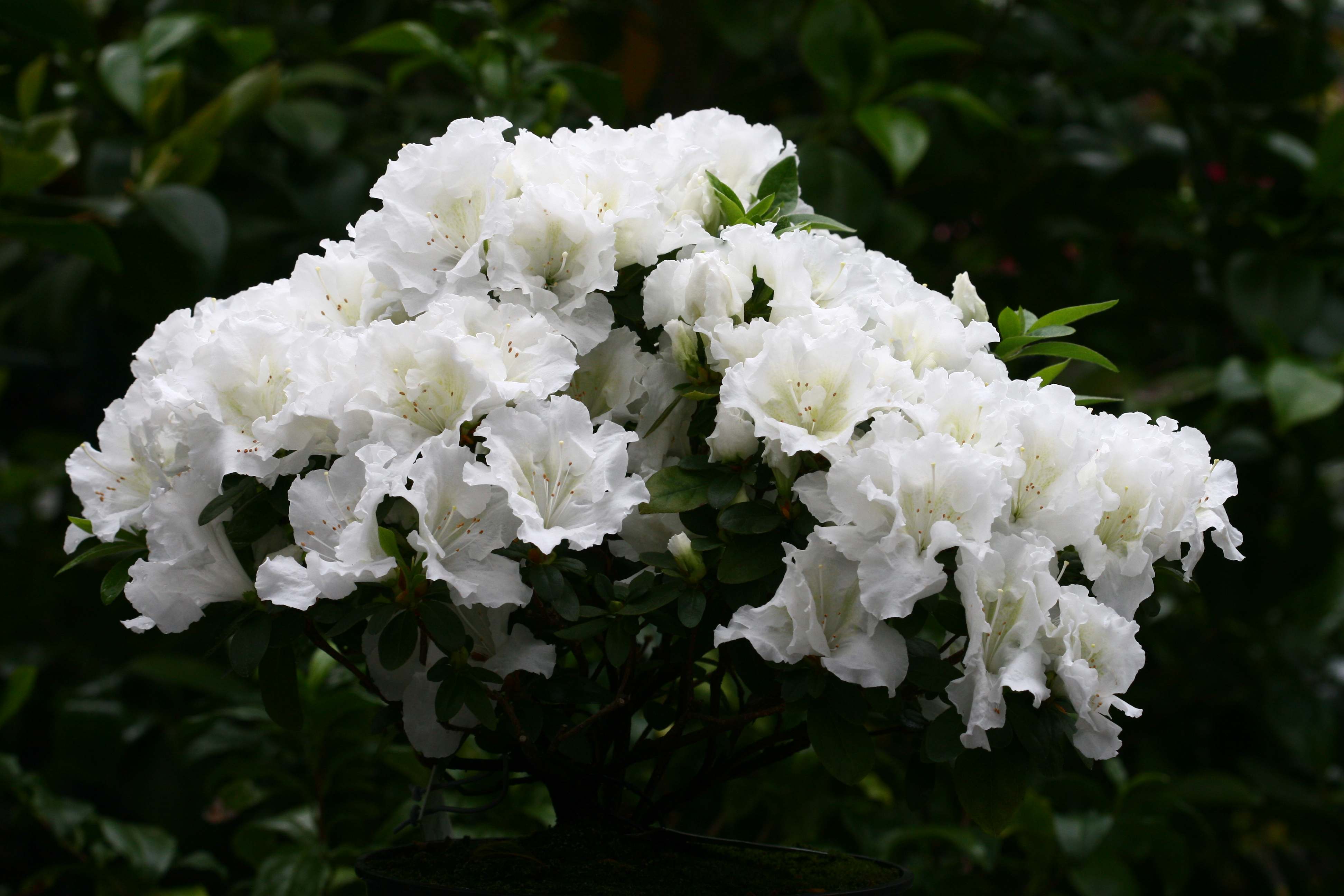 Witte Rhodondendron Deutsche Genbank Rhododendron