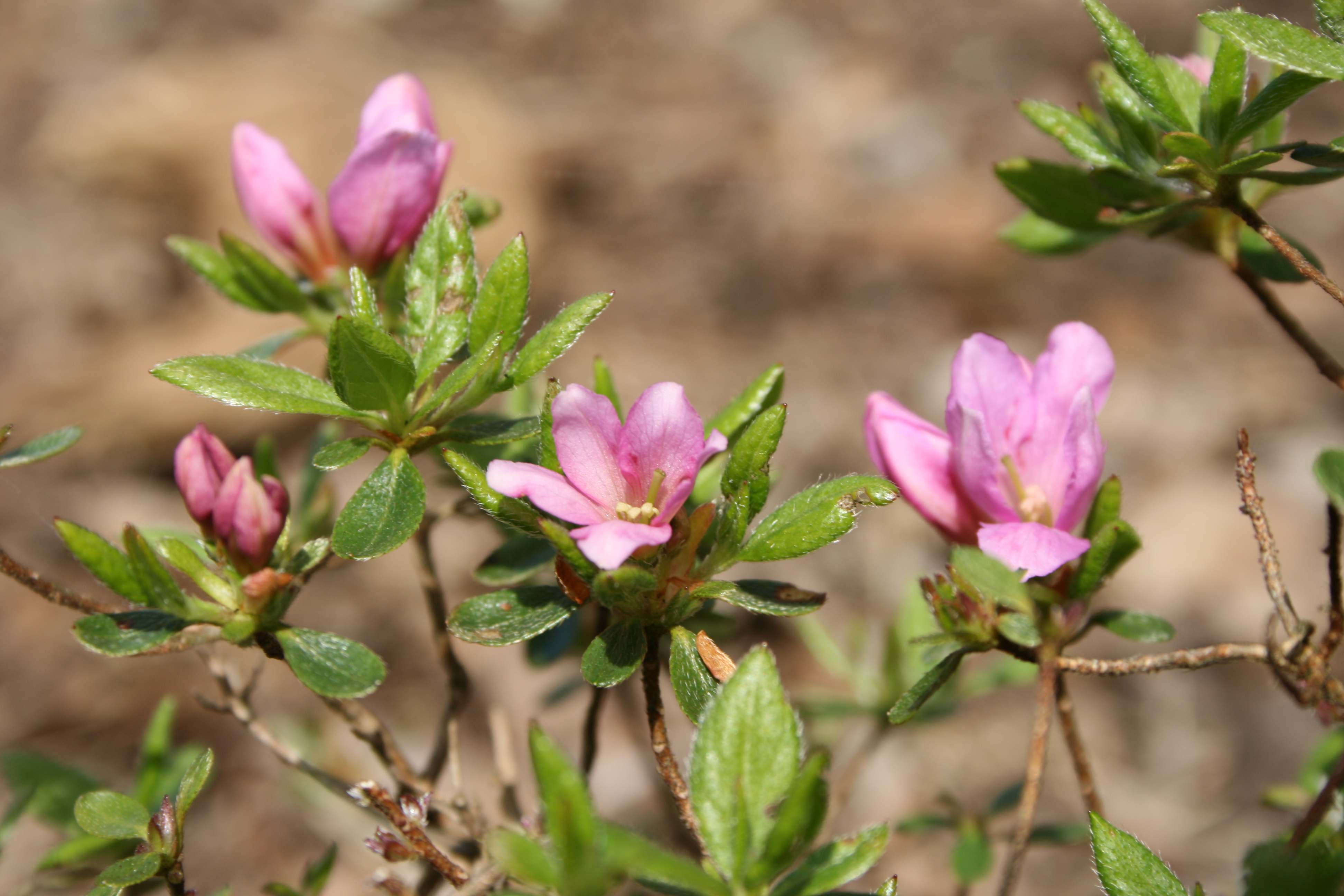 Schaubild 1