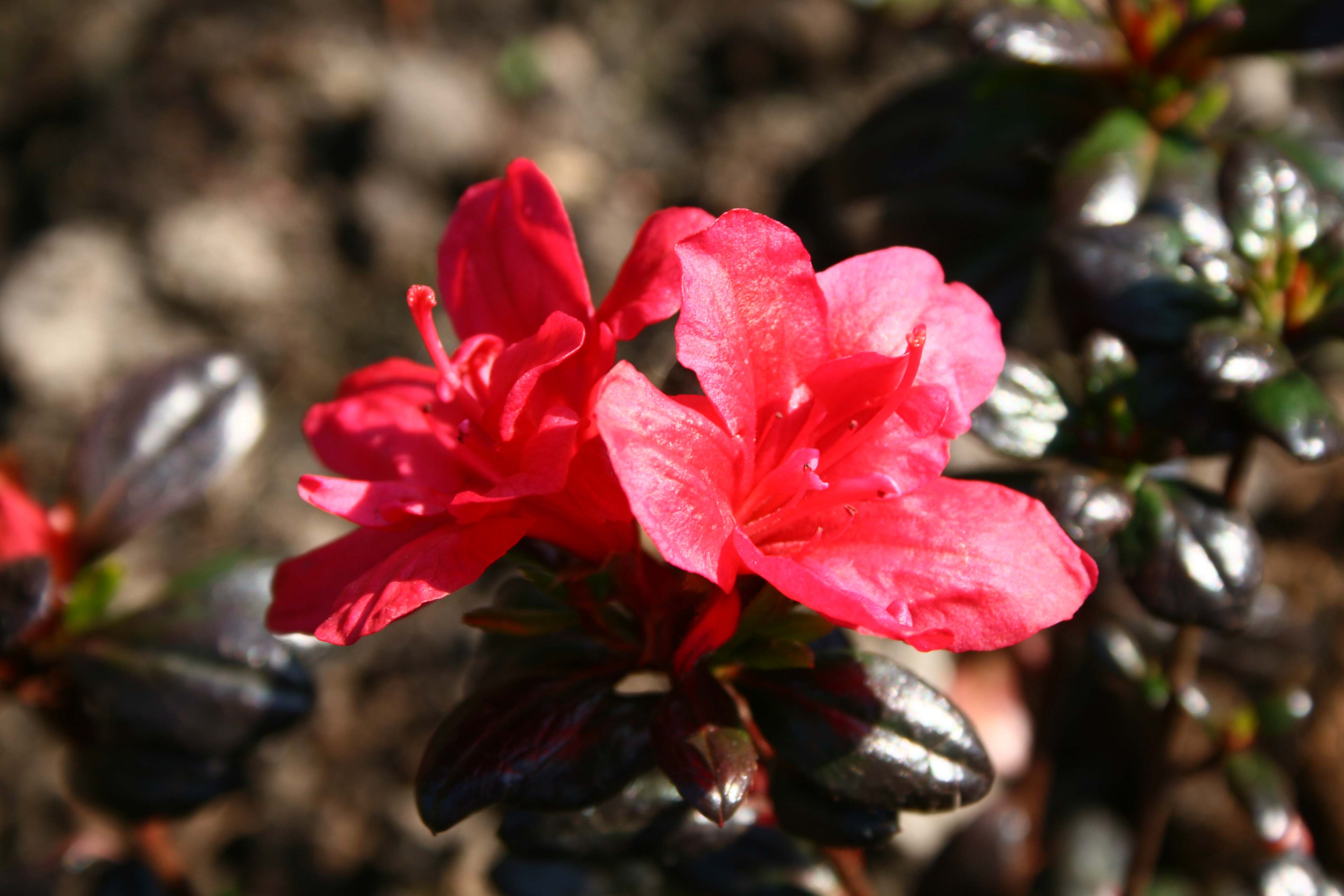 Schaubild 1