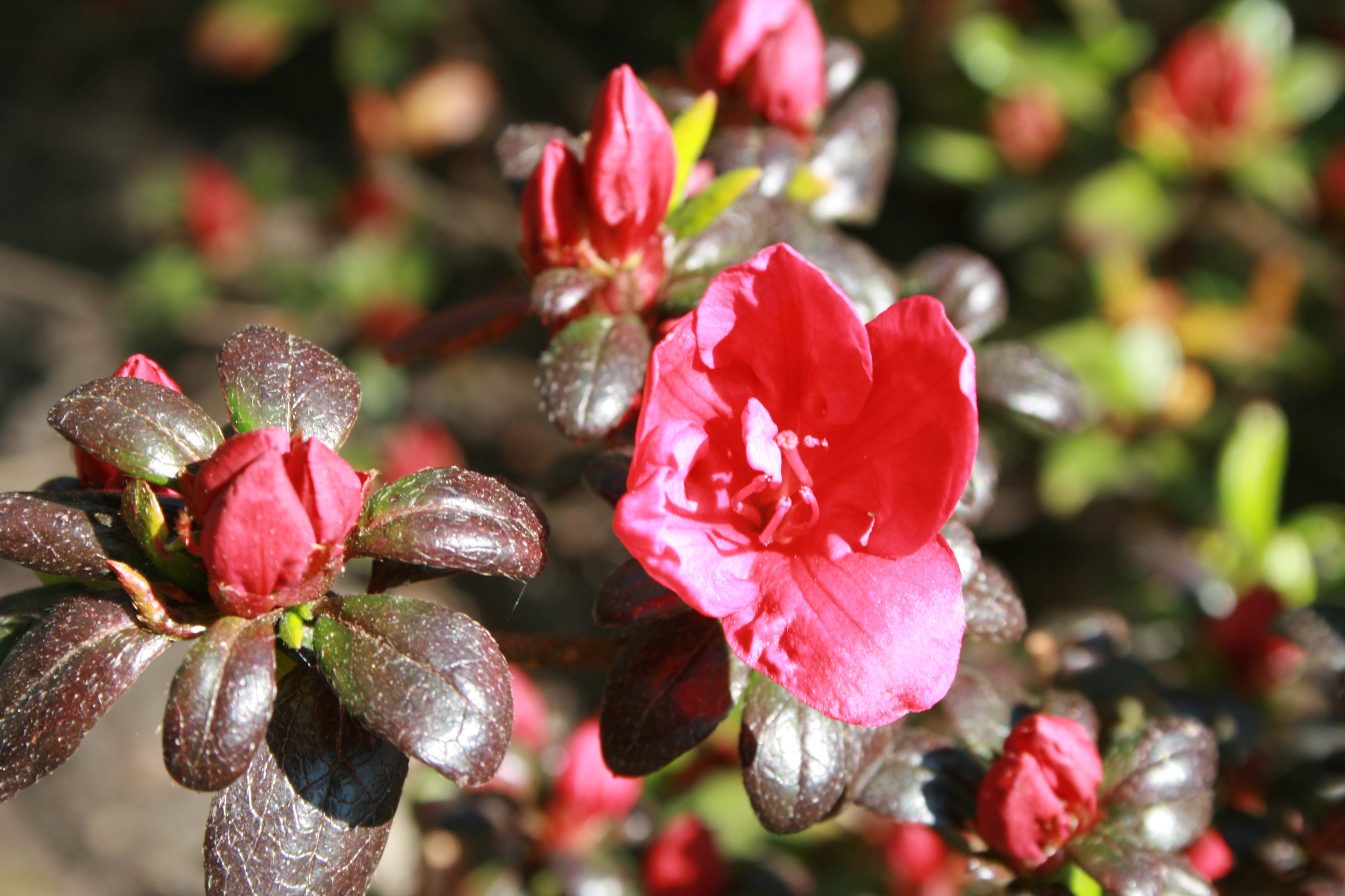 Schaubild 0