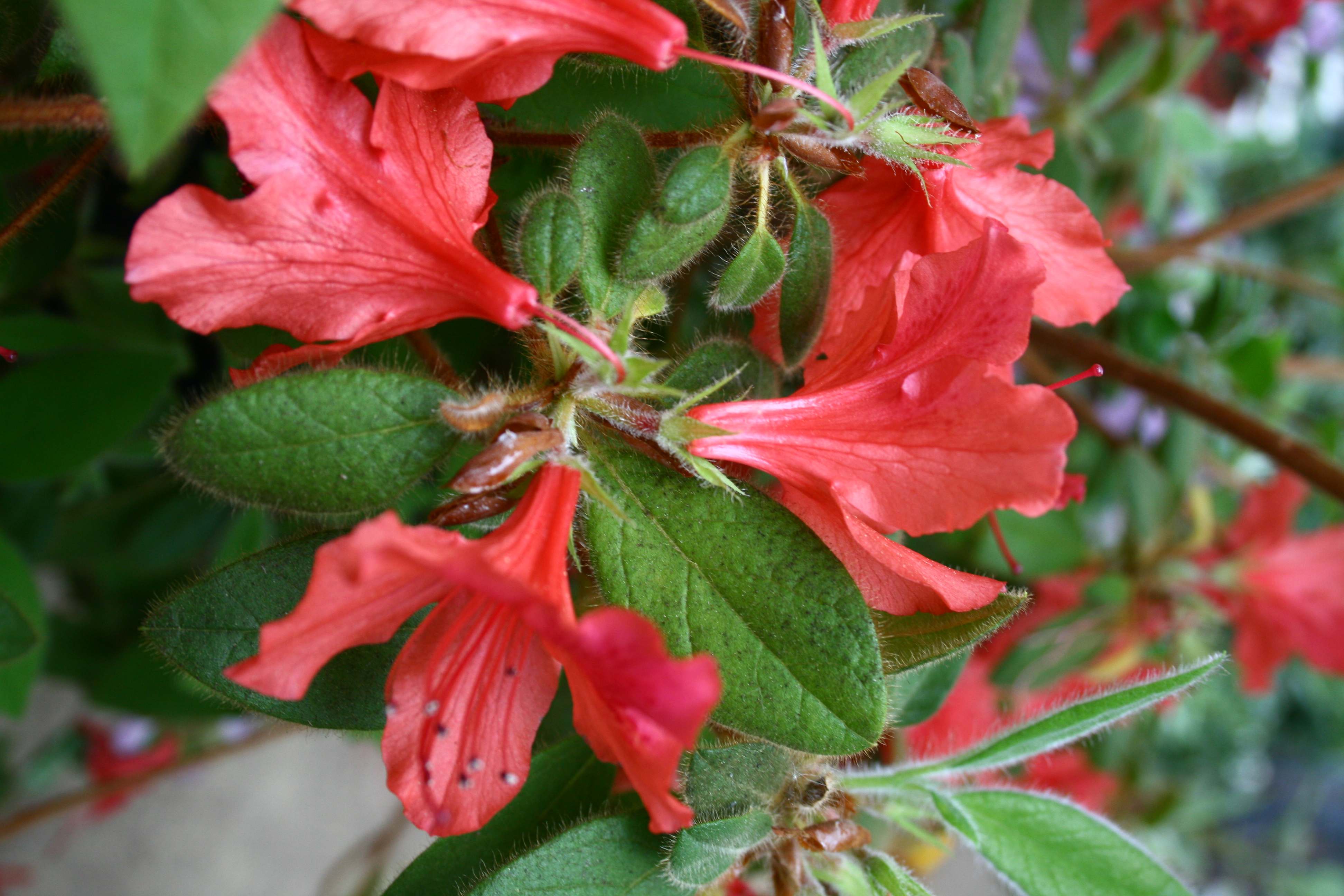 Schaubild 1