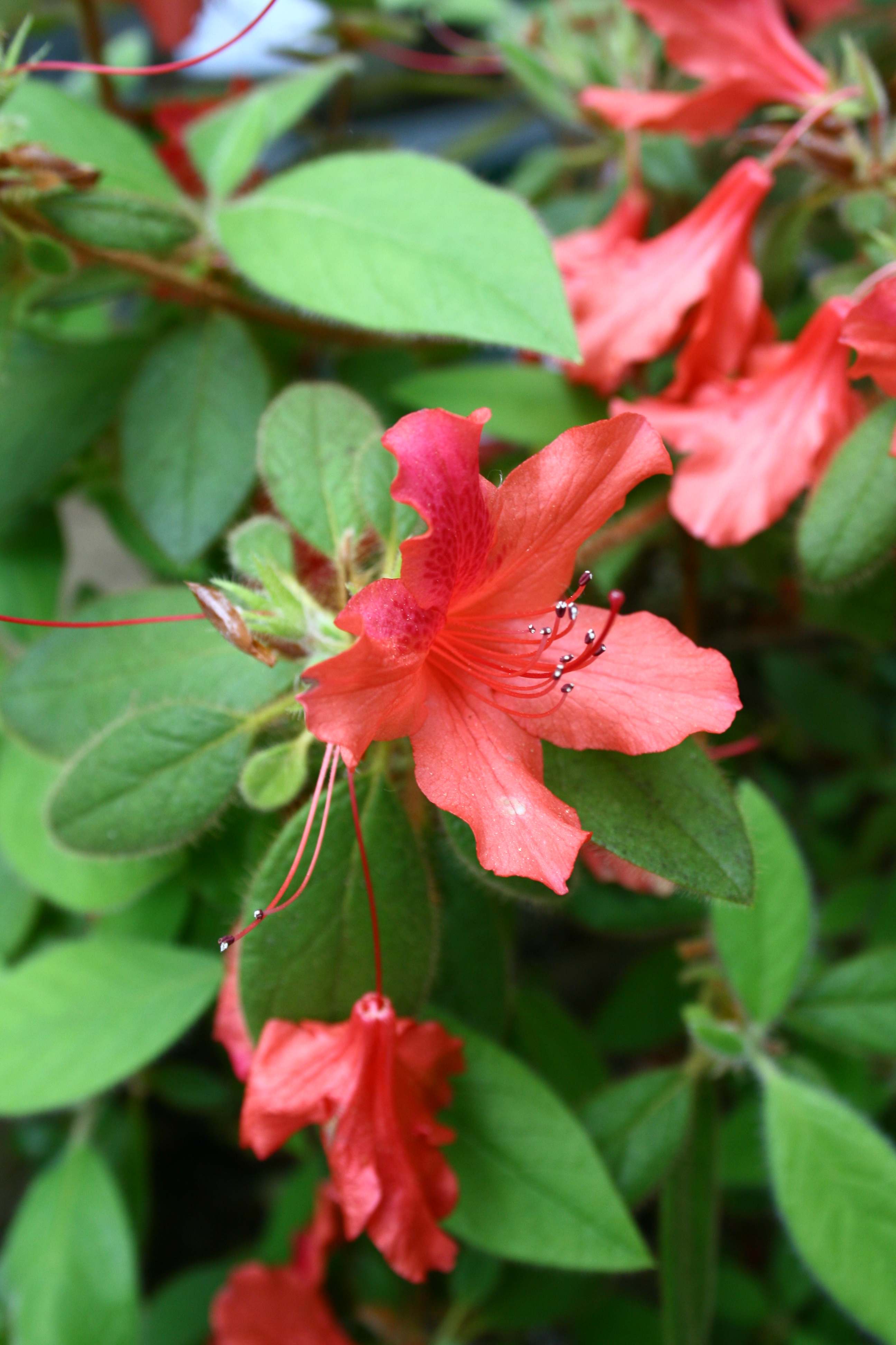 Schaubild 0