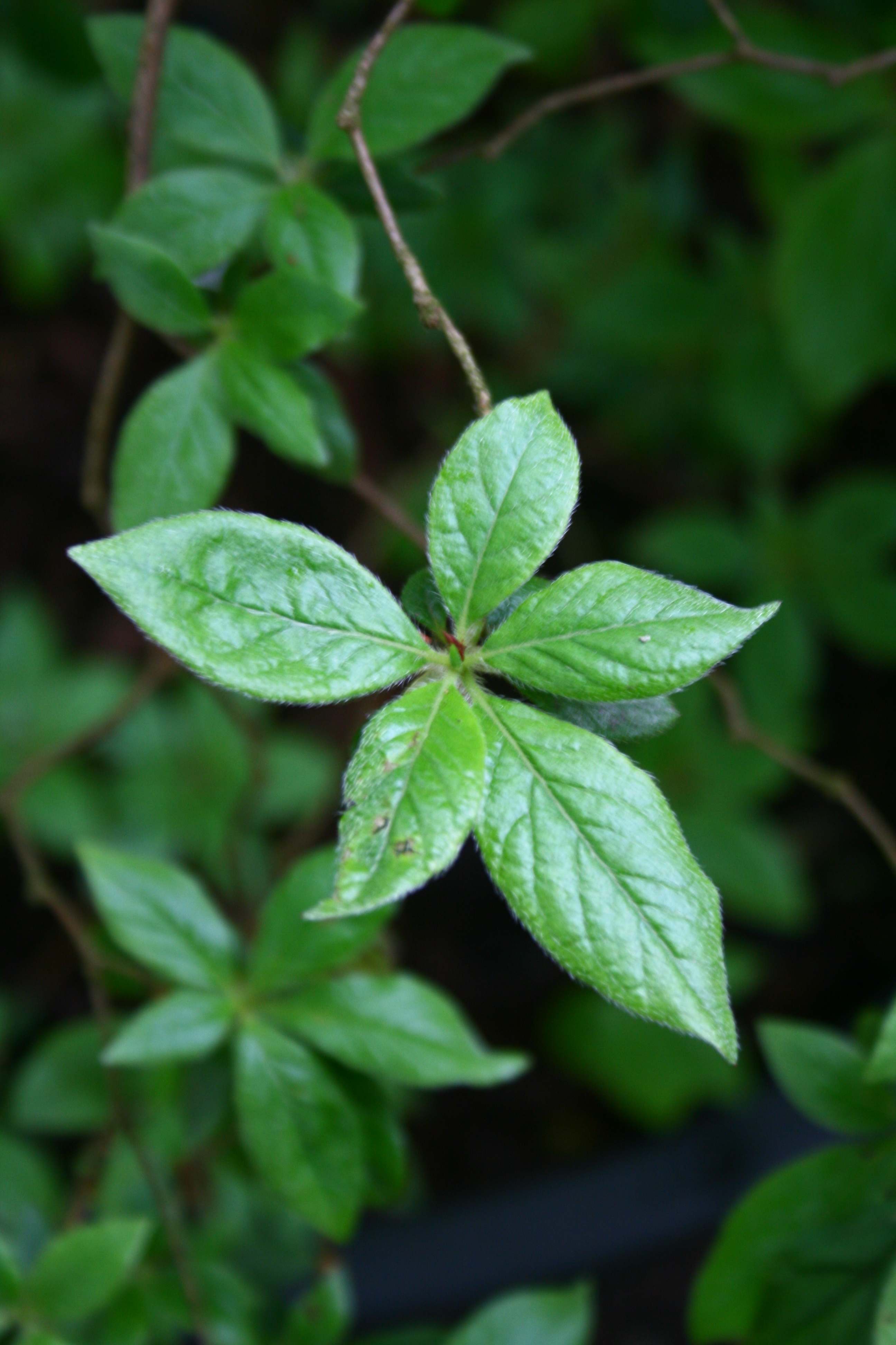 Schaubild 2