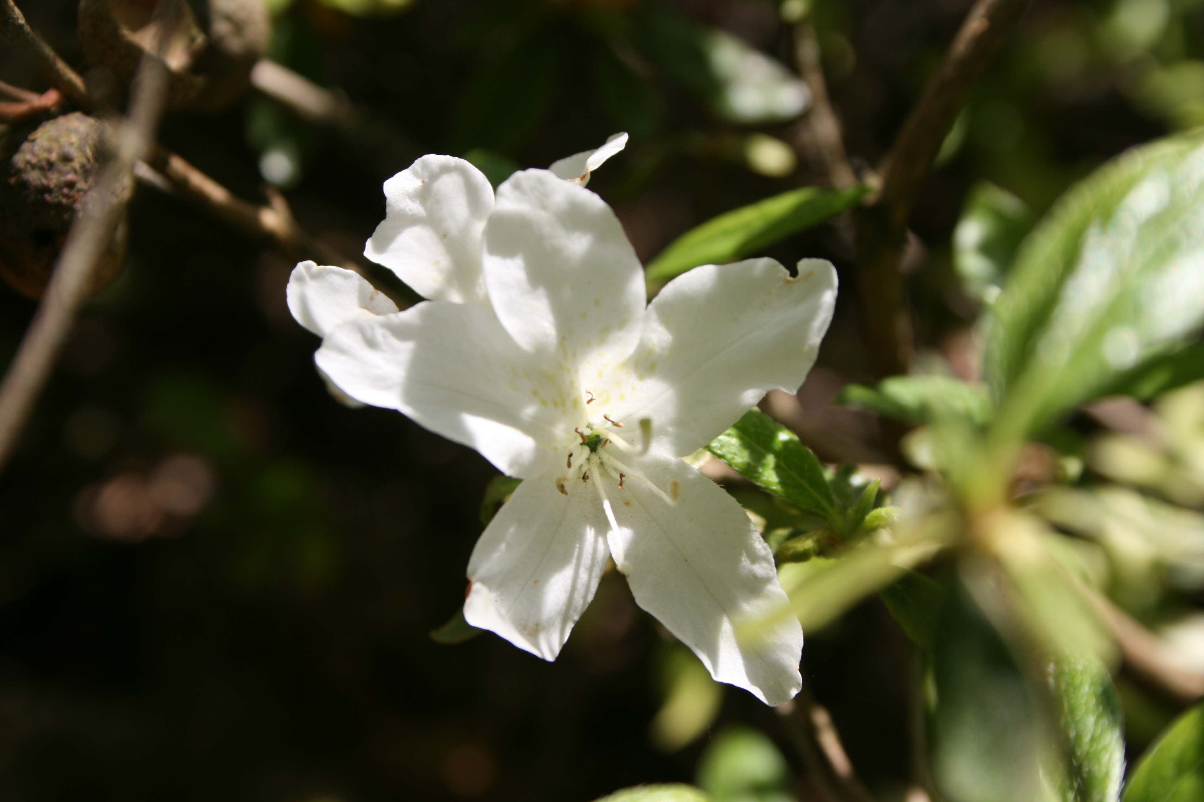Schaubild 0