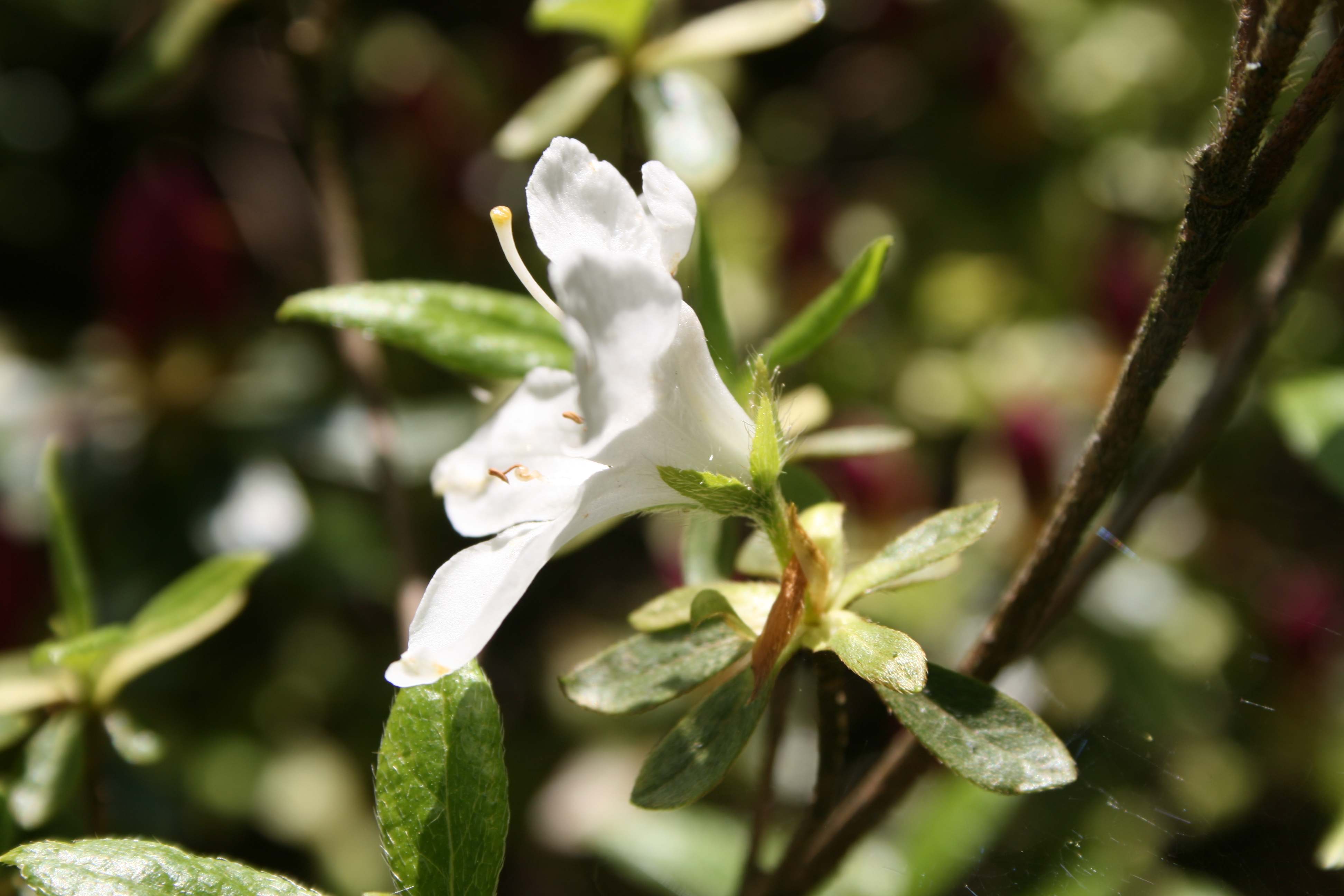 Schaubild 1