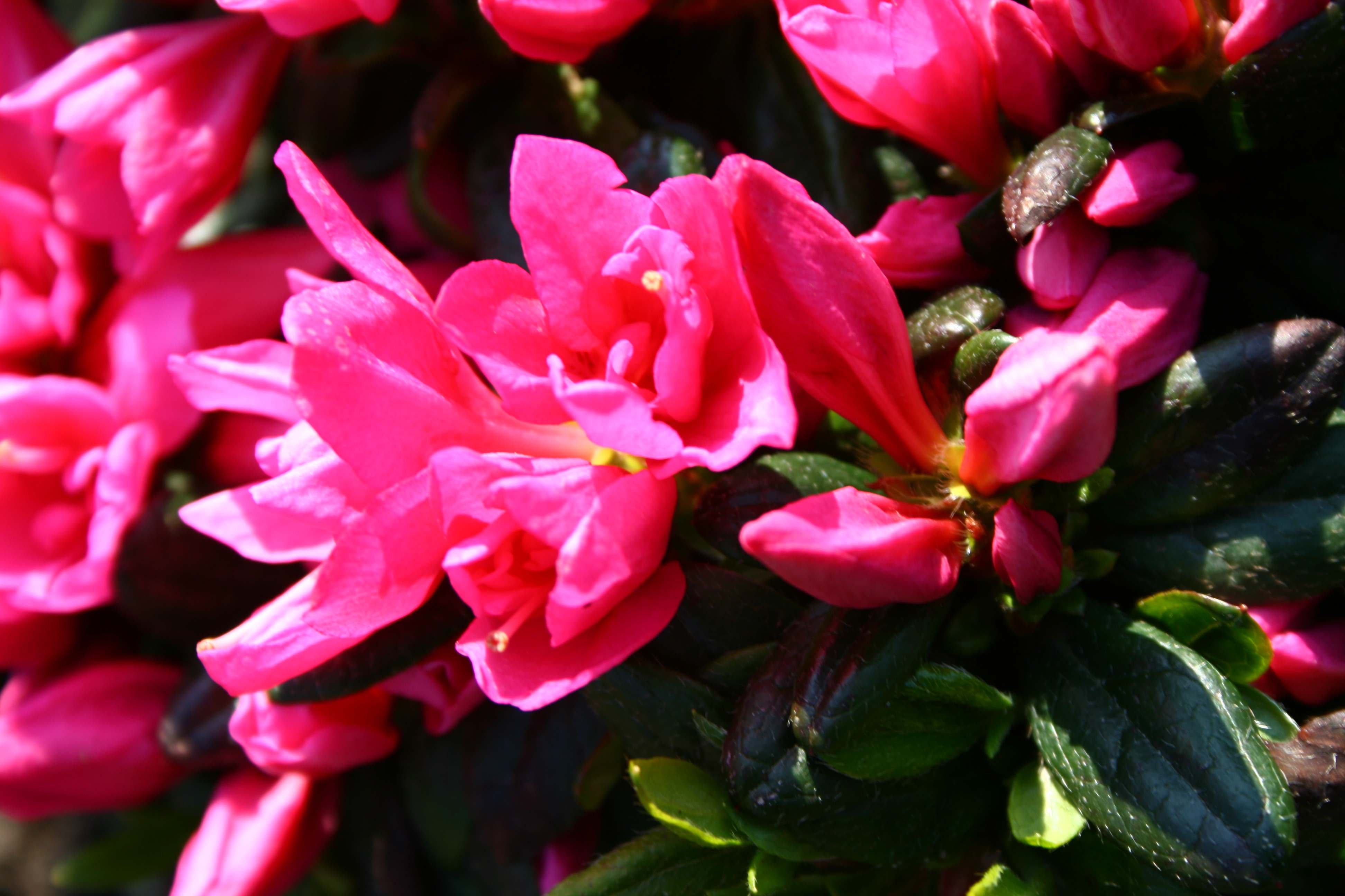 Schaubild 1