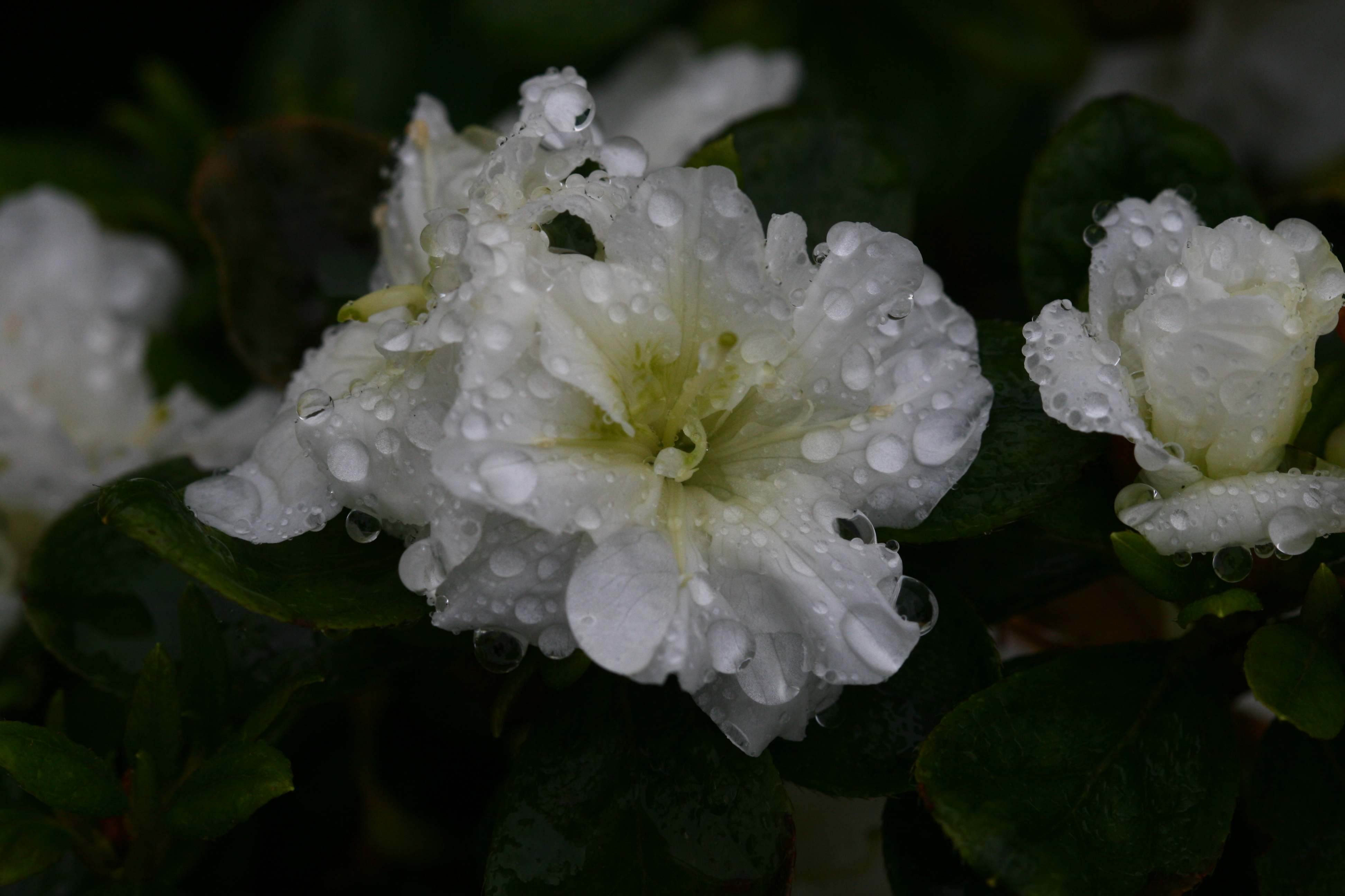 Schaubild 0