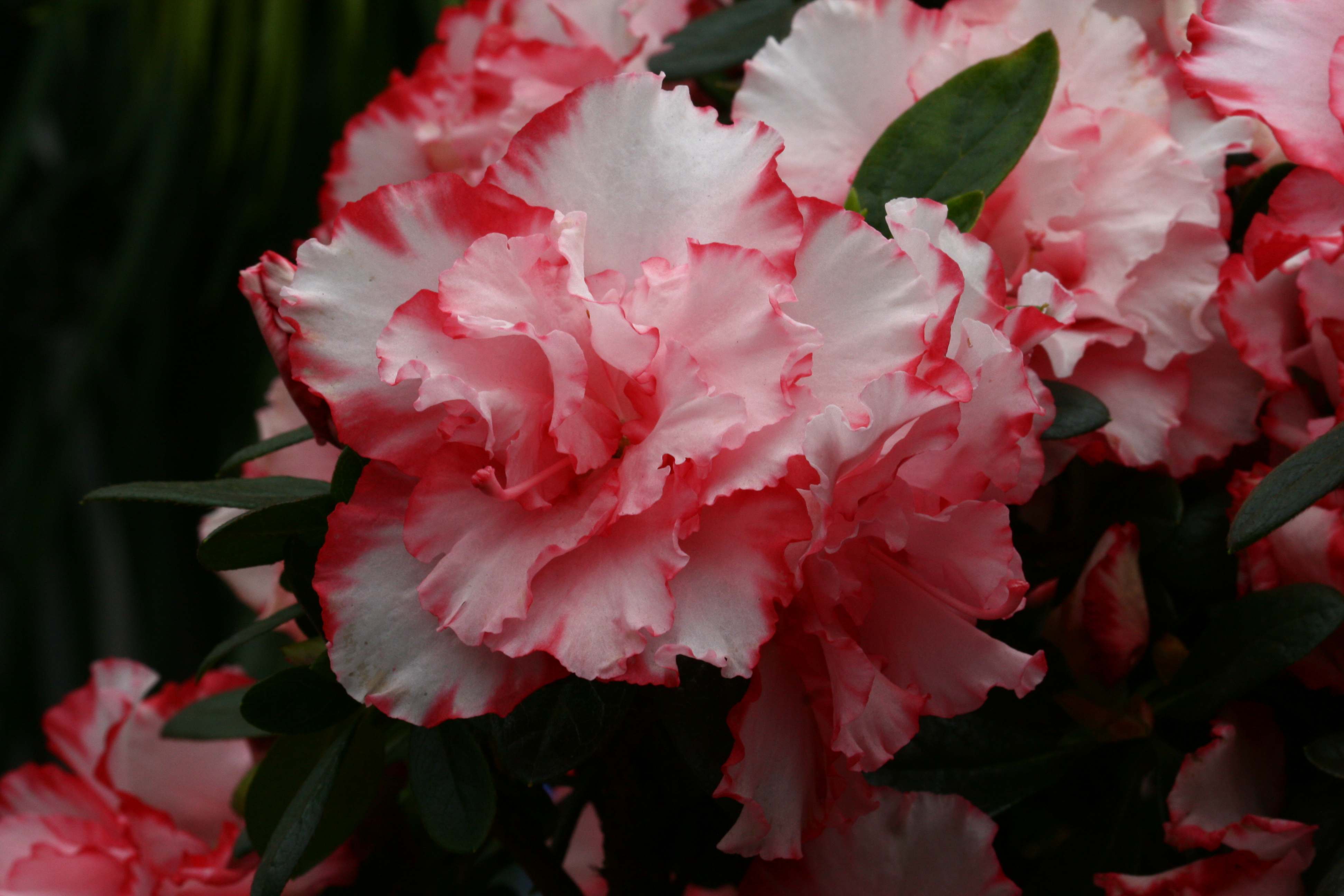 Schaubild 14