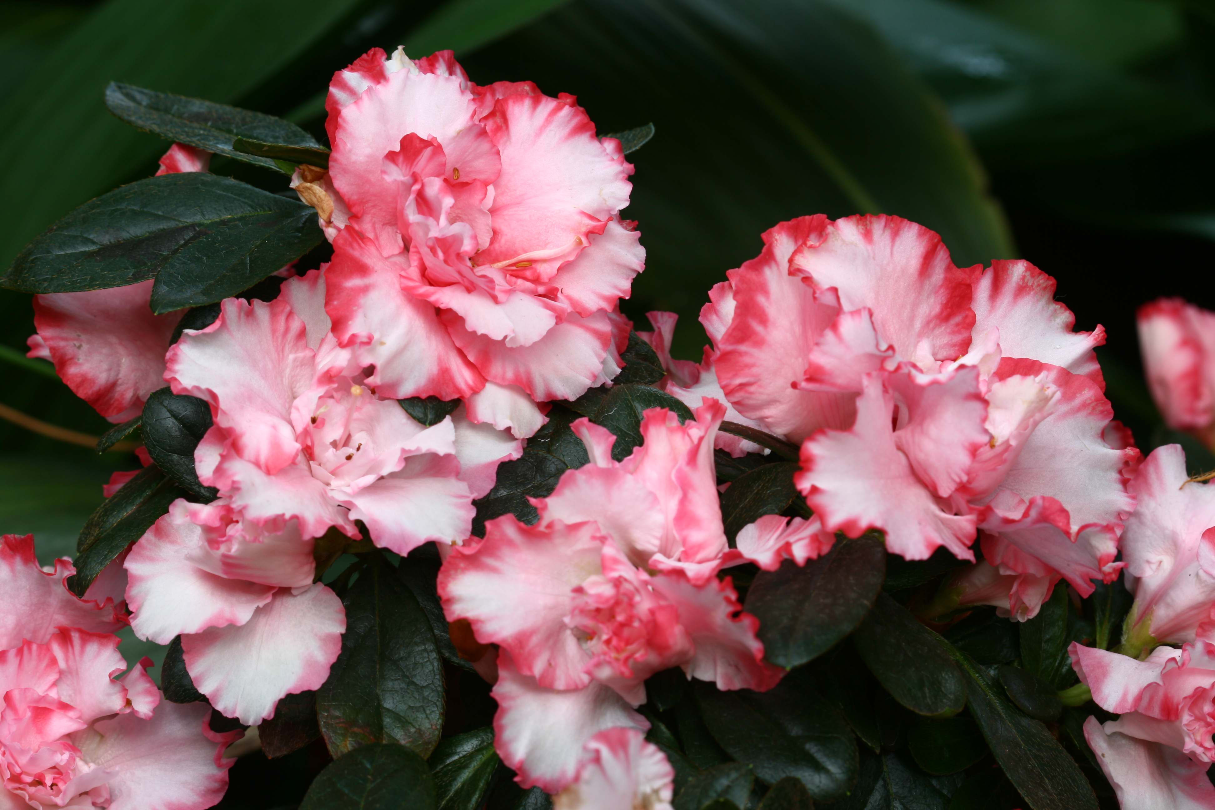 Schaubild 5