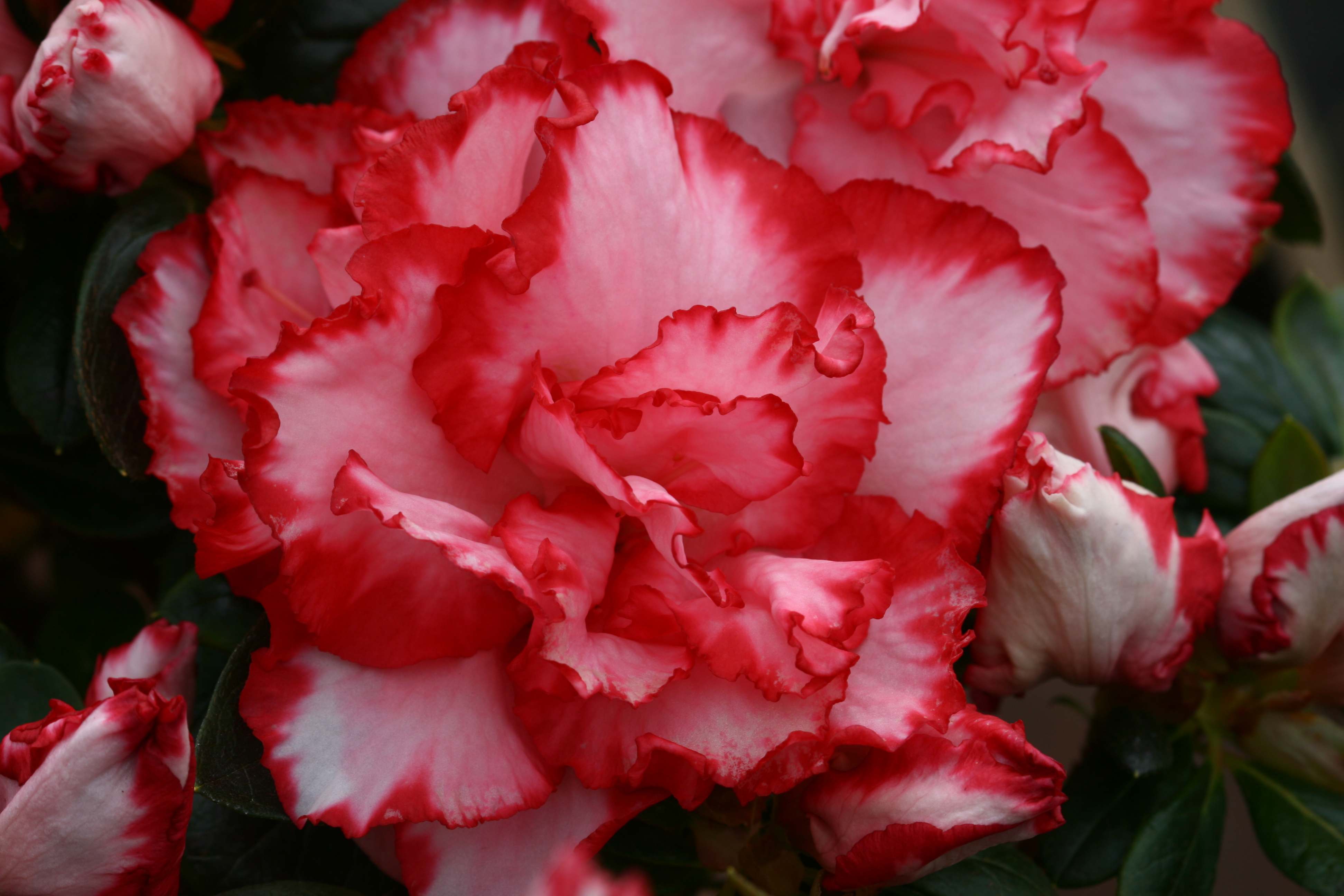 Schaubild 7