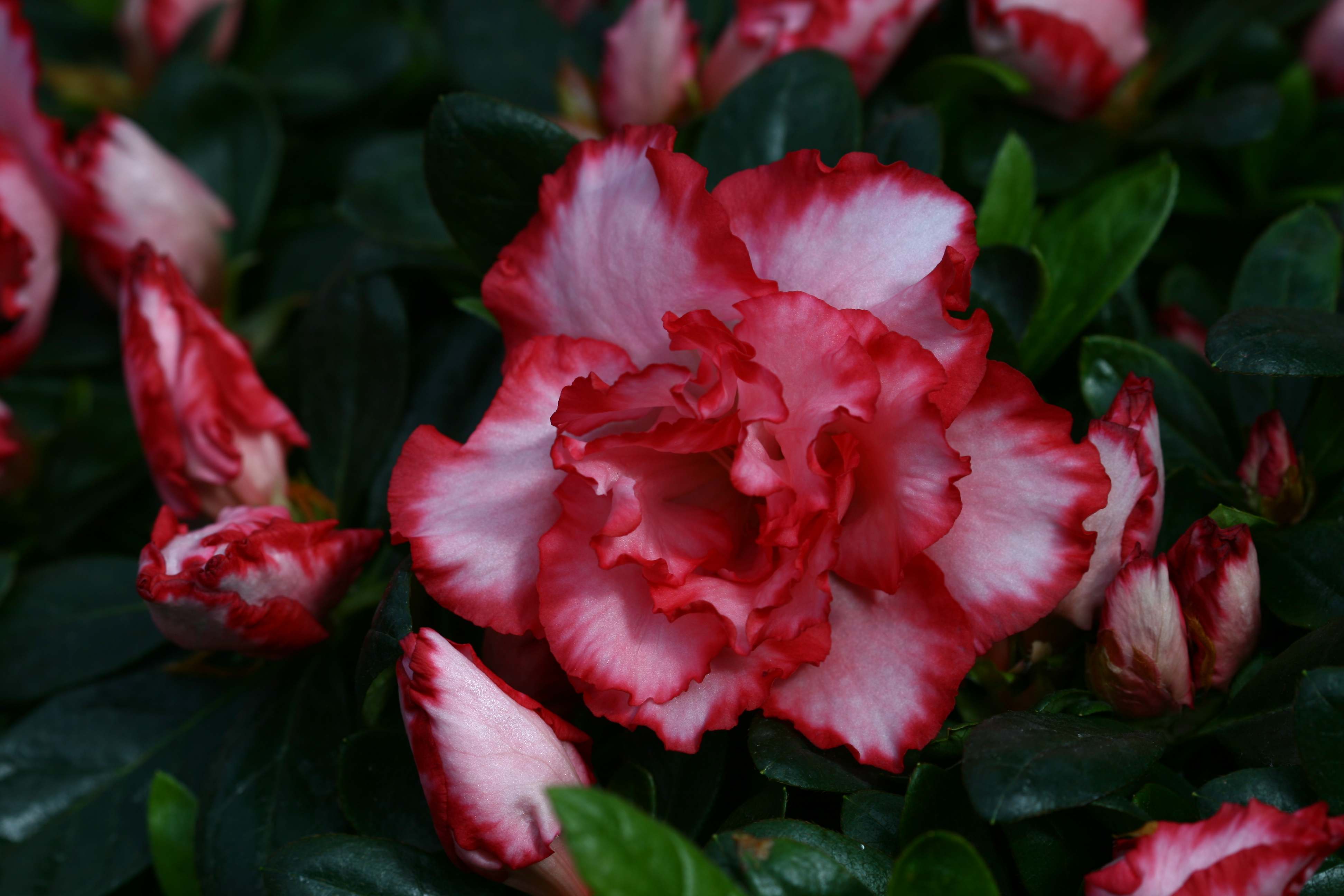 Schaubild 13