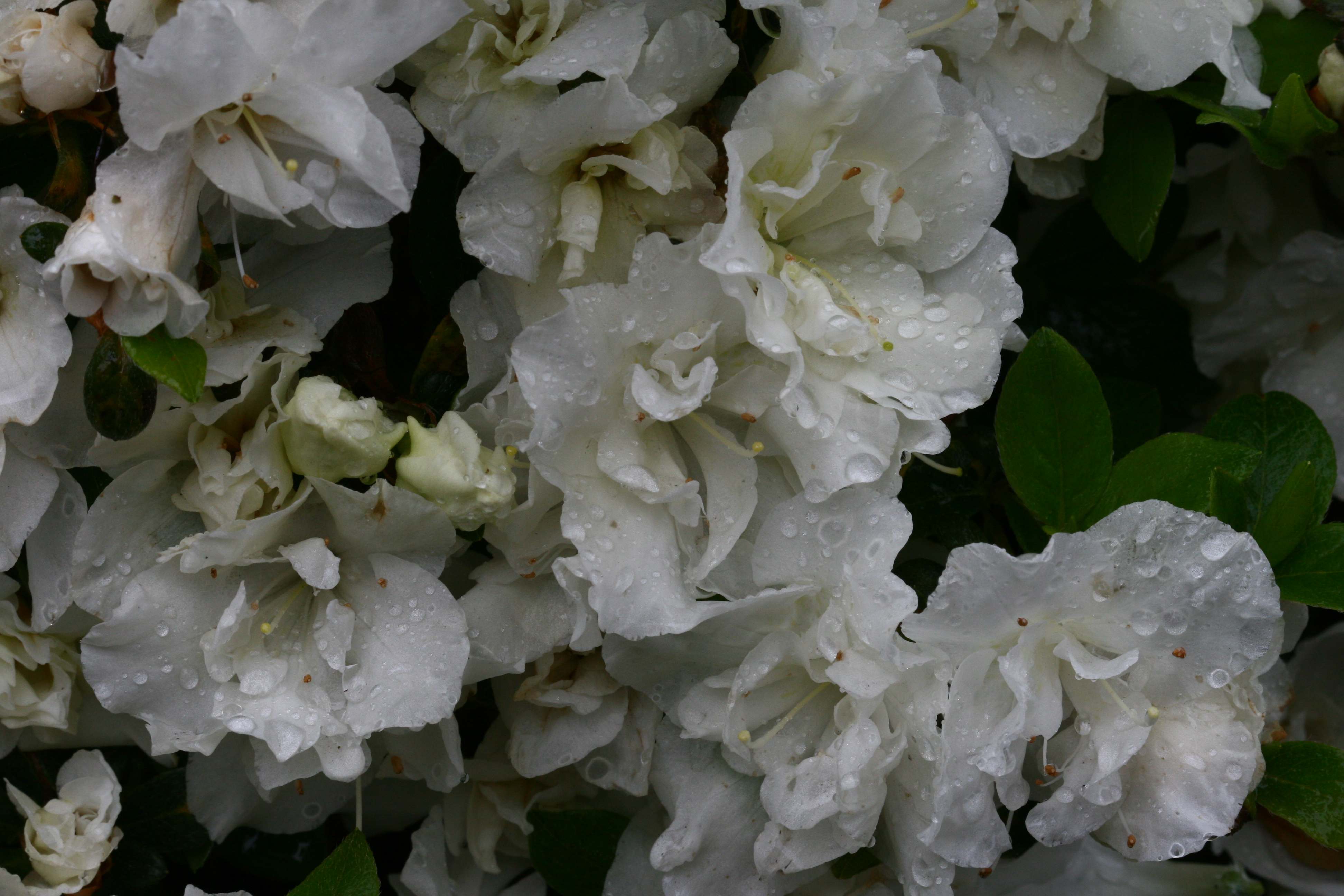 Schaubild 1