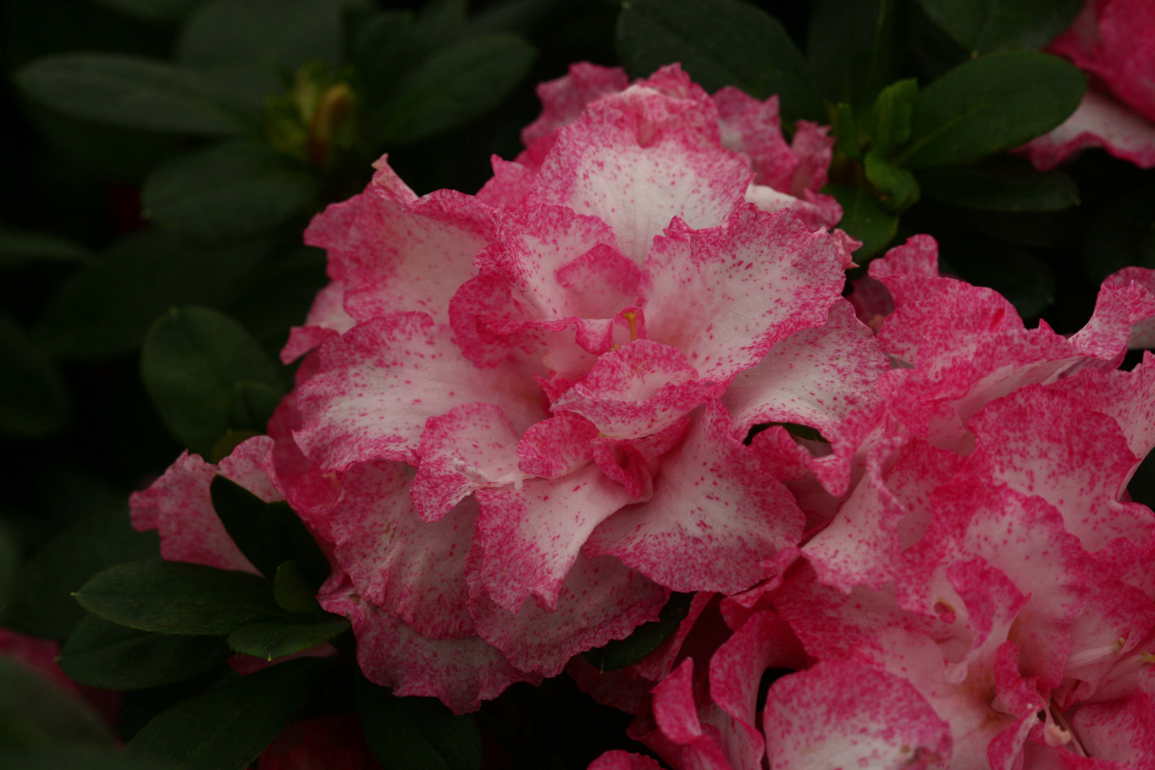 Schaubild 1