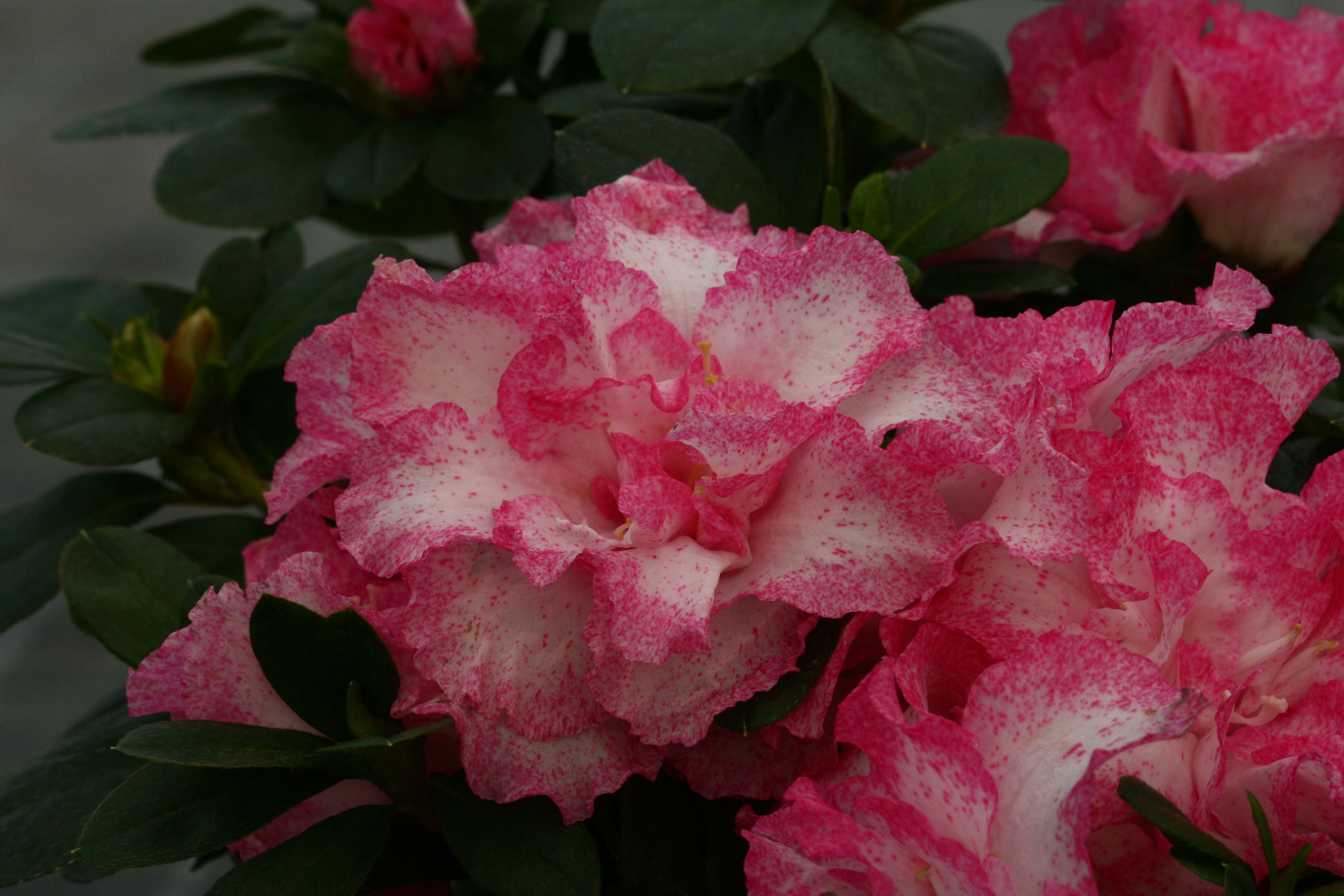 Schaubild 2