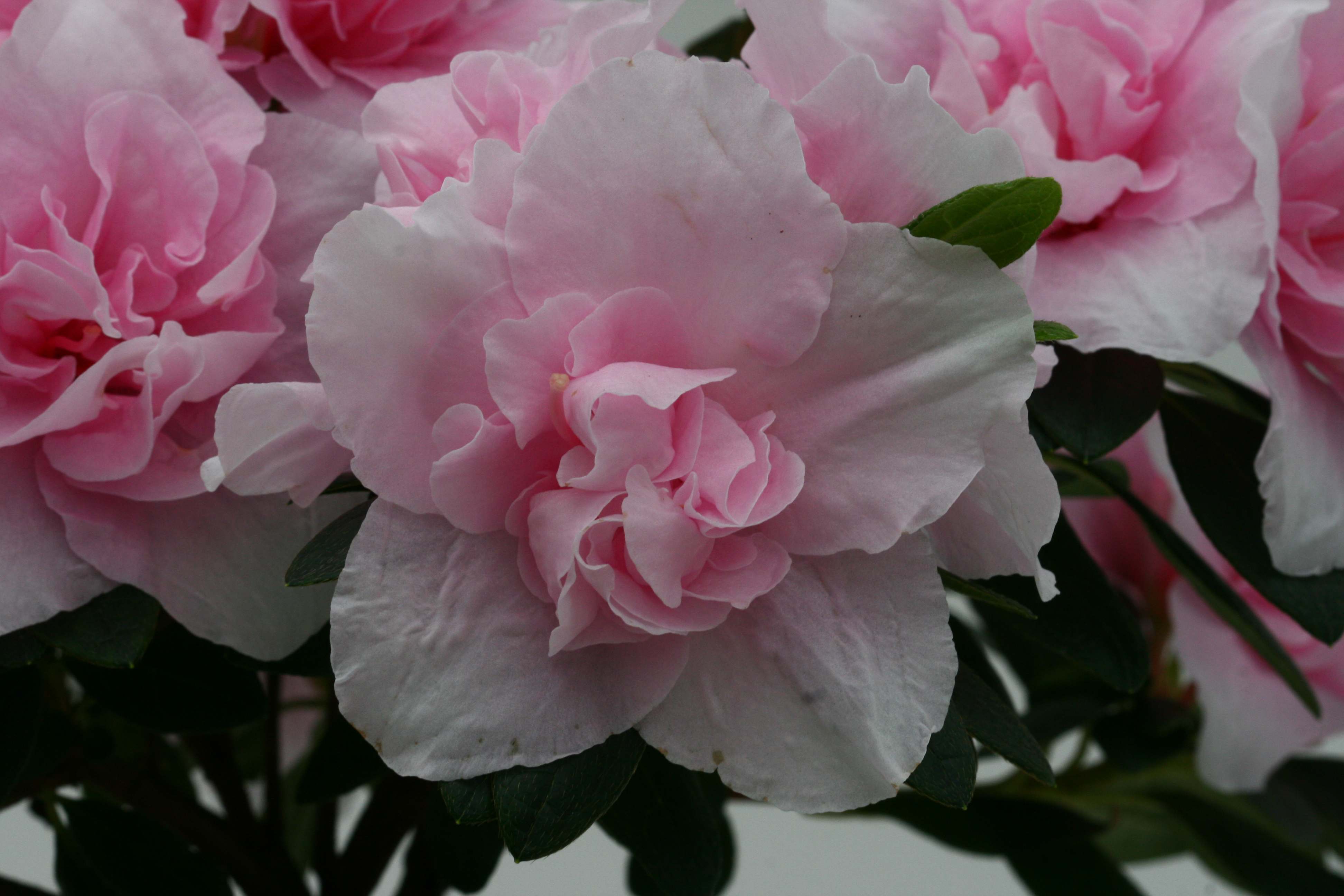 Schaubild 4