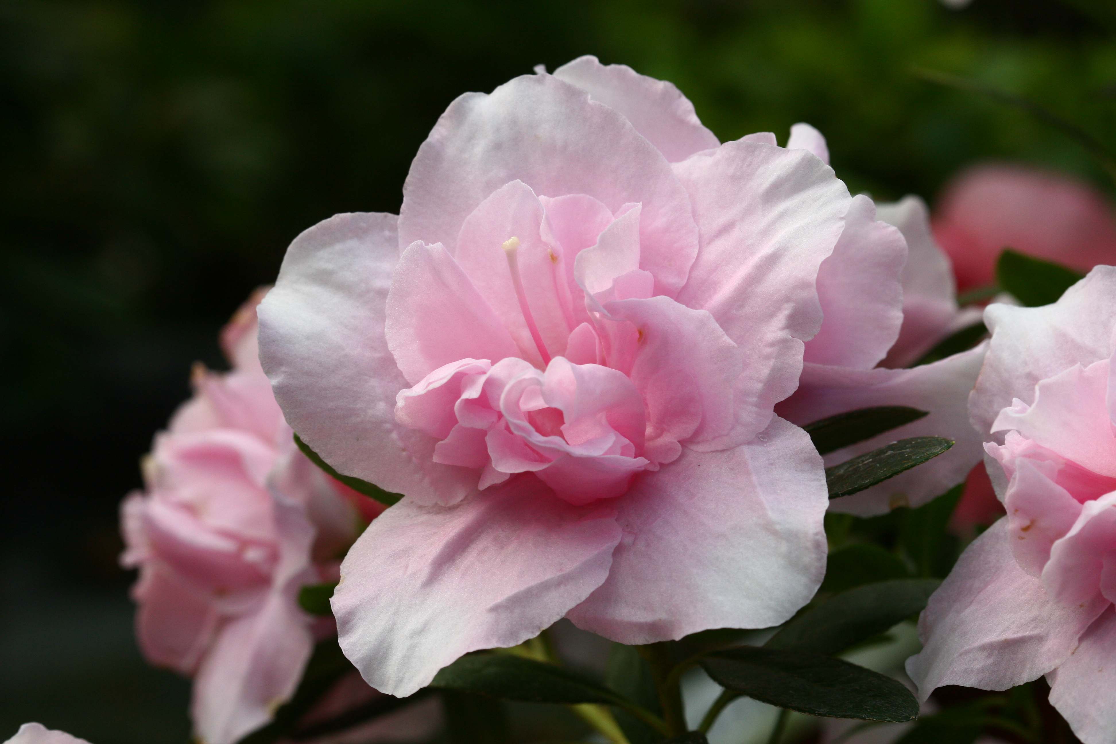 Schaubild 6