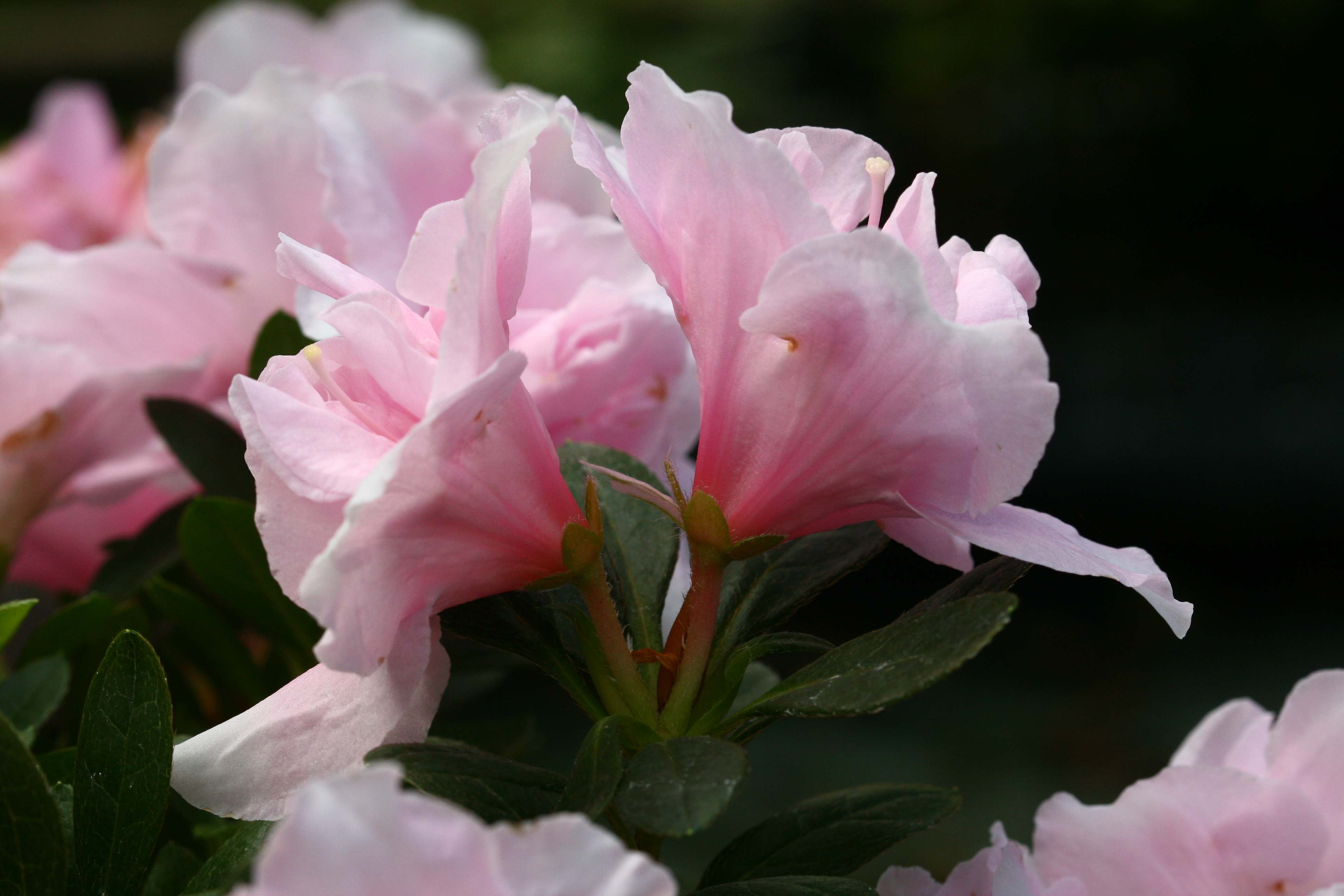 Schaubild 7