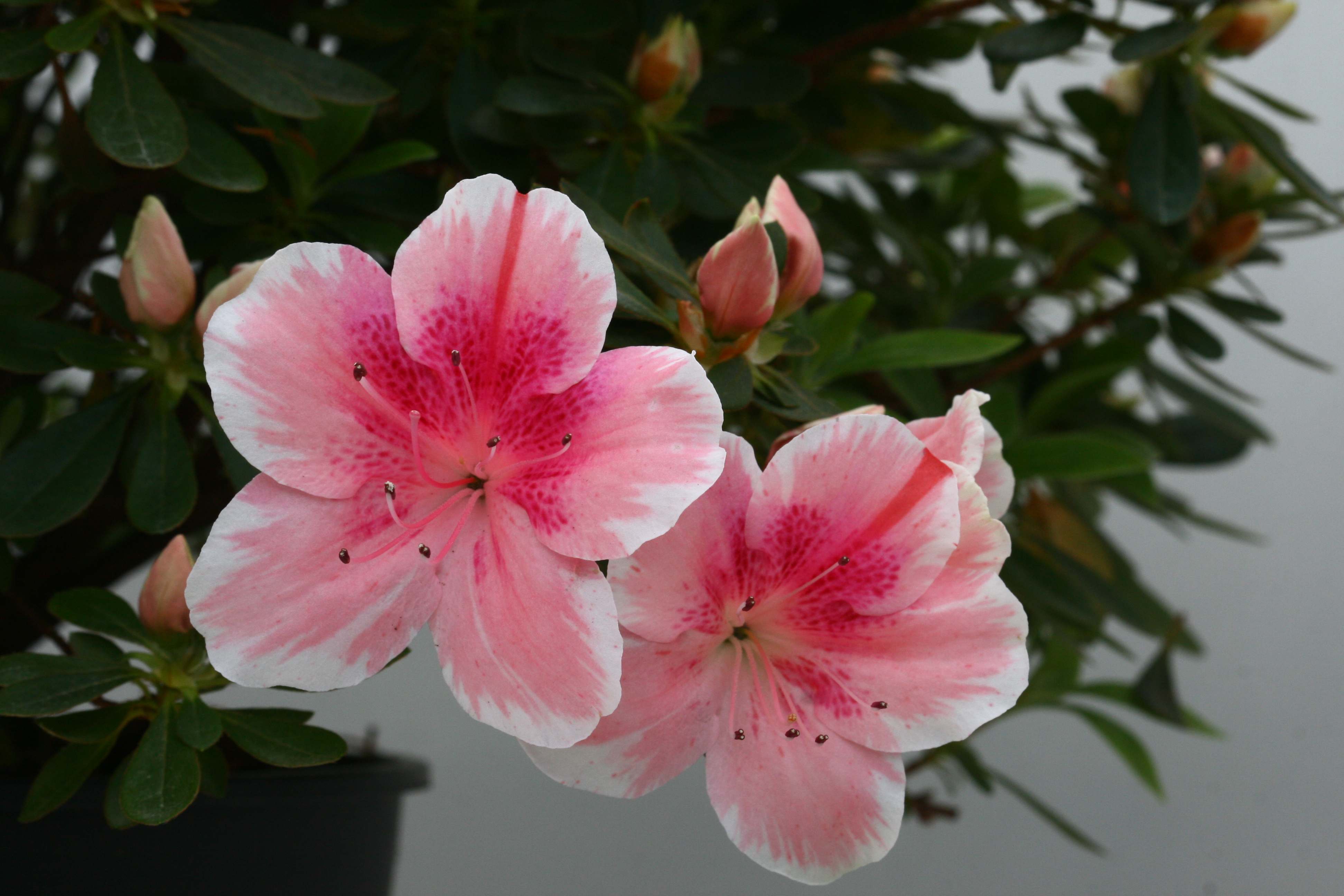 Schaubild 3