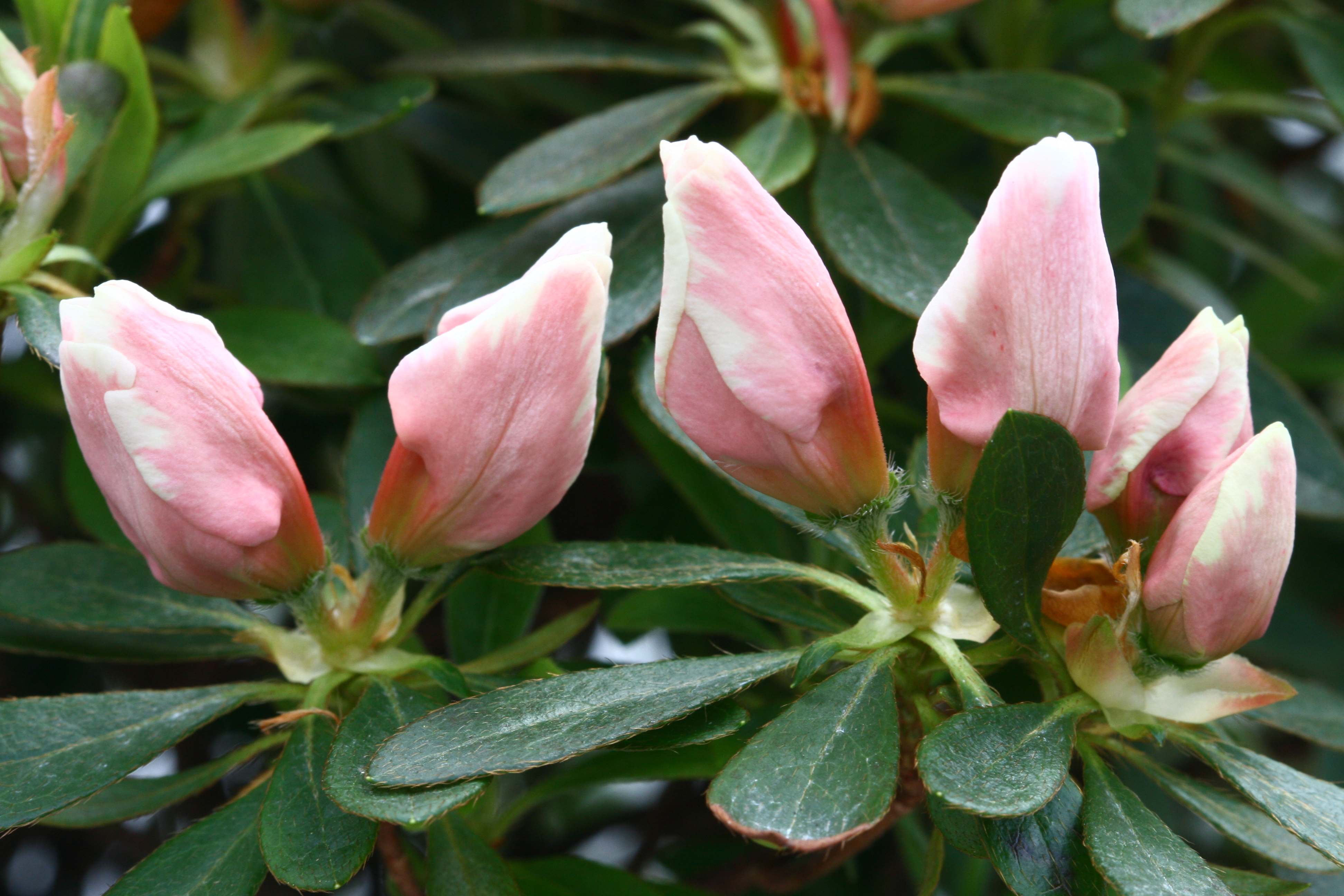 Schaubild 5