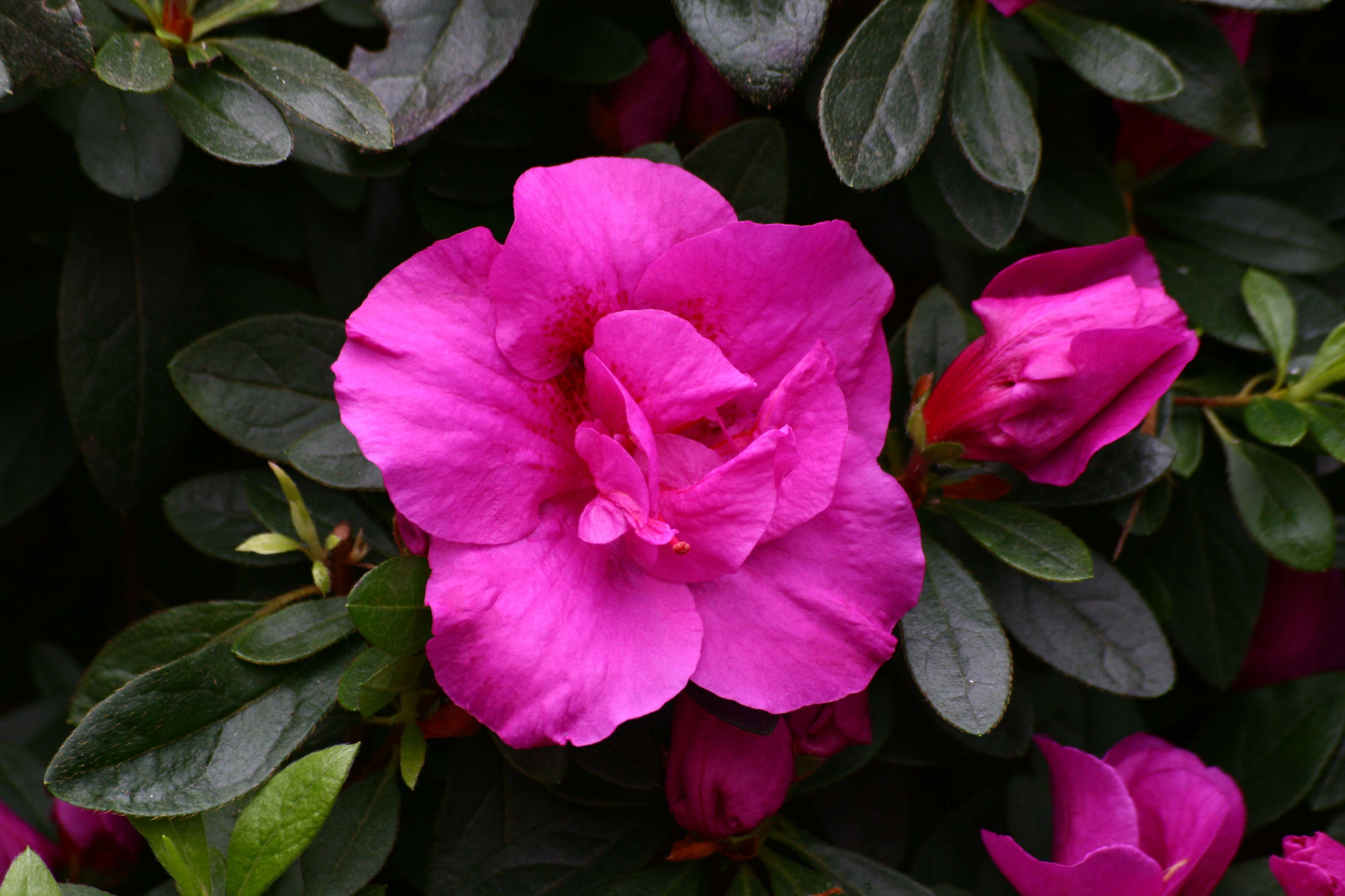 Schaubild 4
