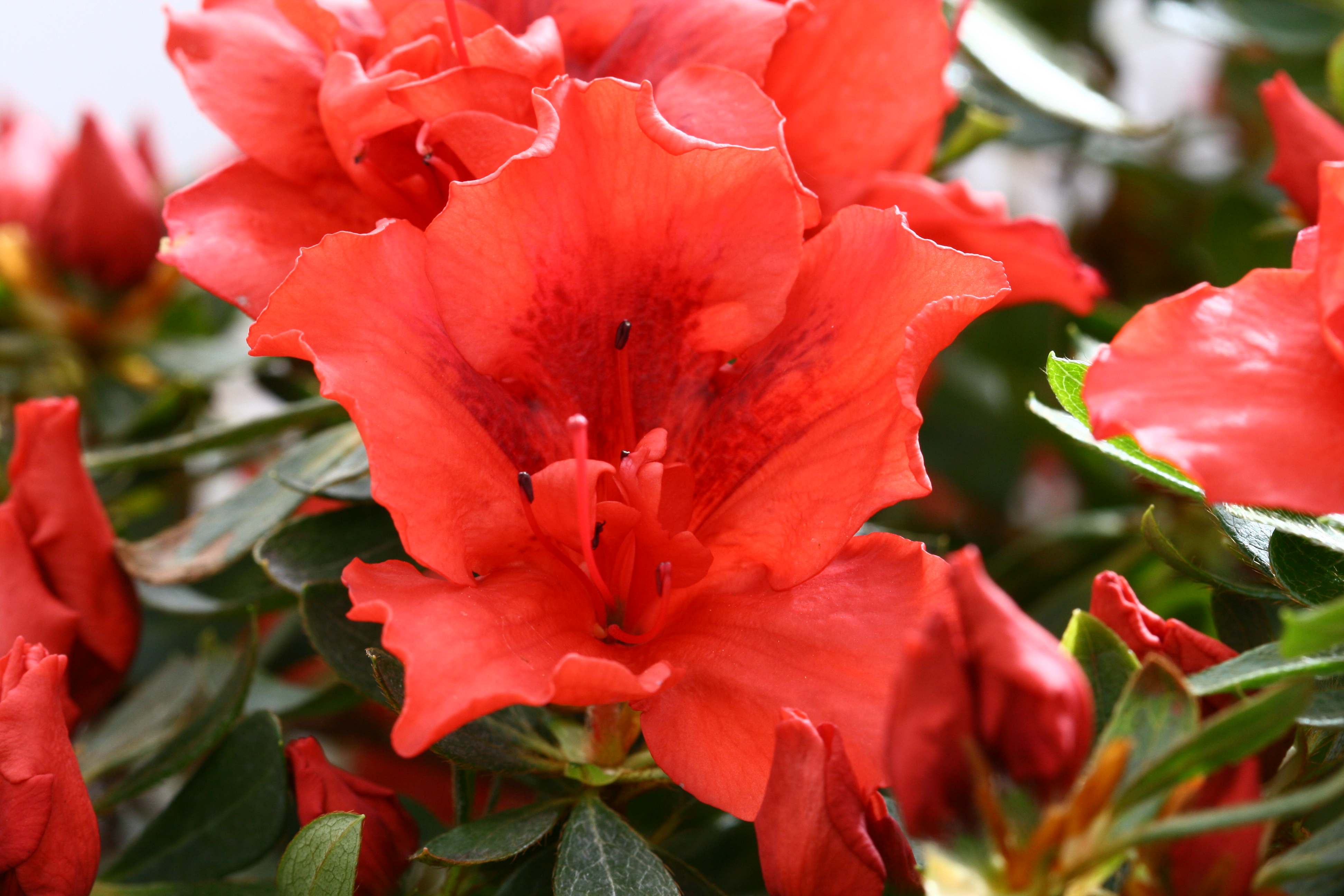 Schaubild 1