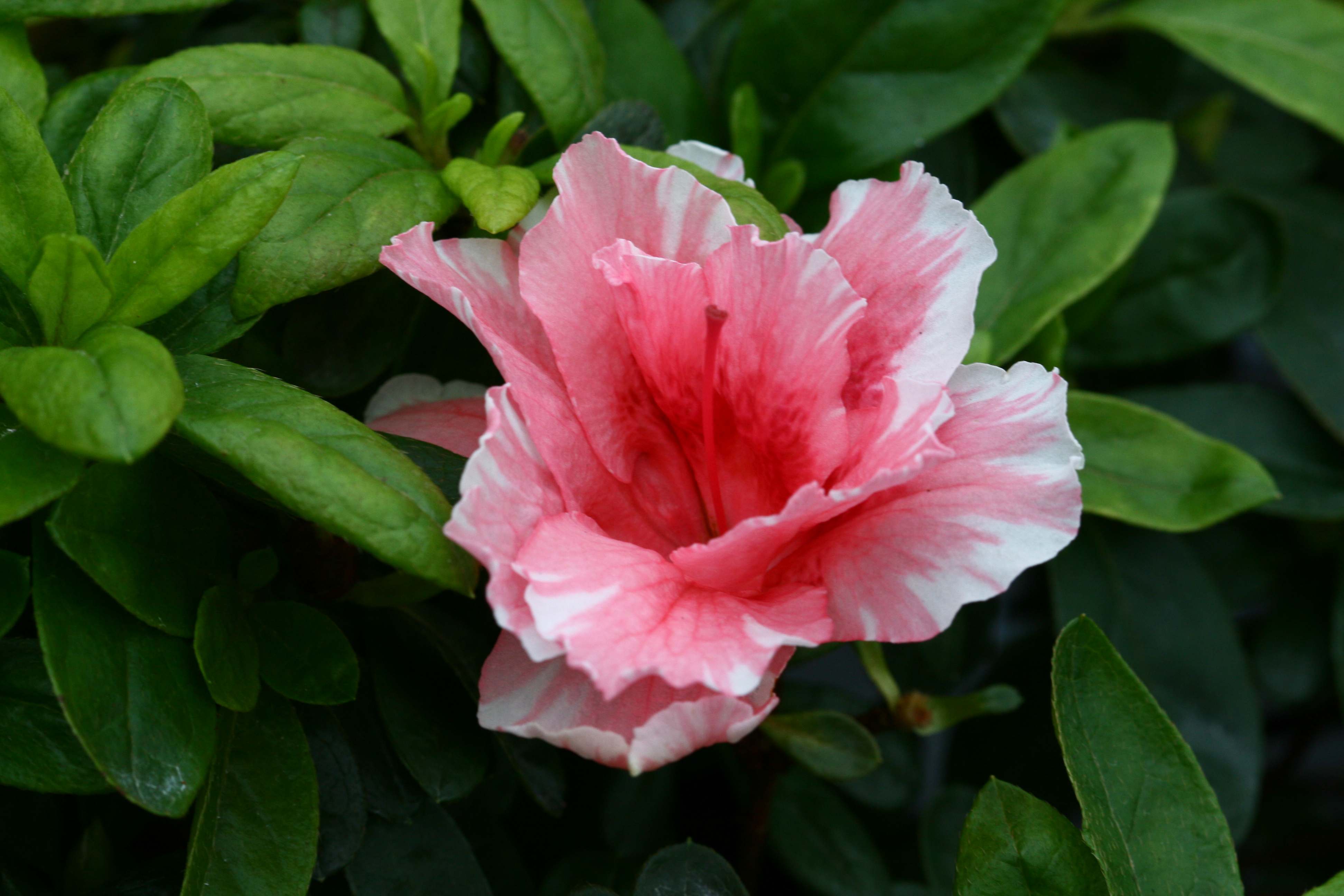 Schaubild 2