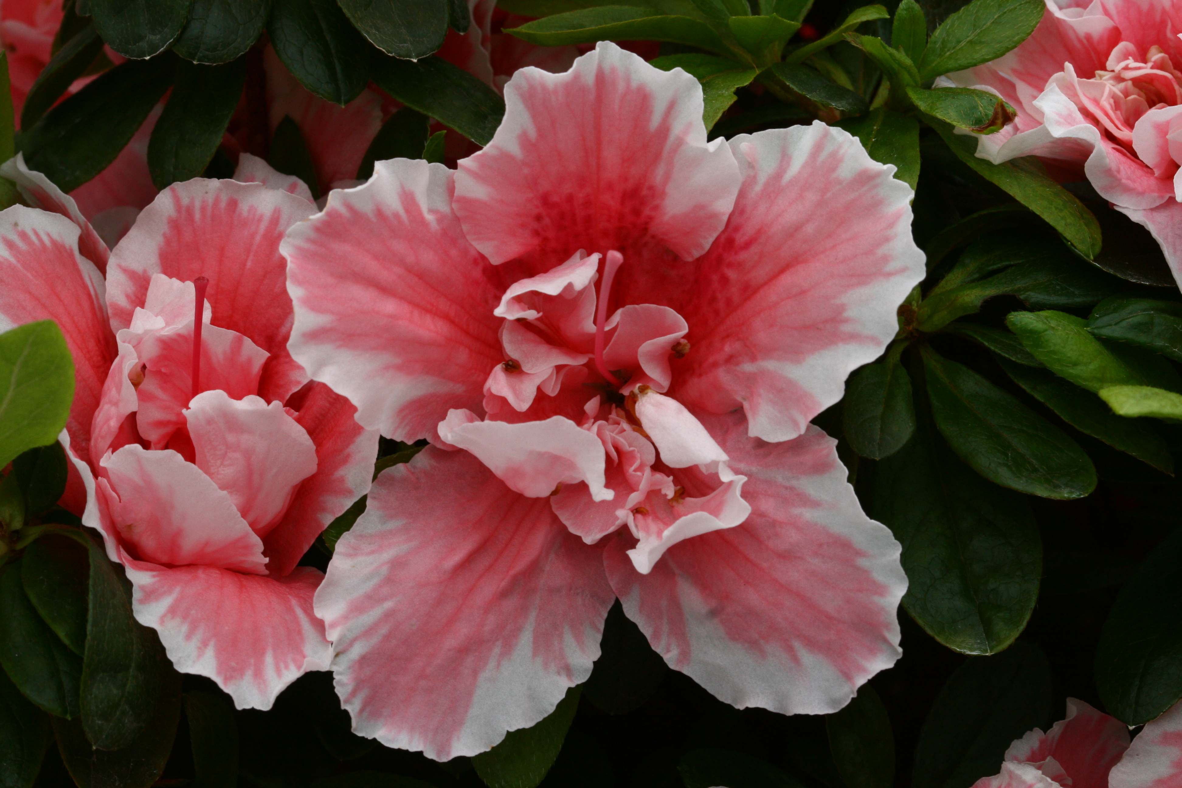 Schaubild 5