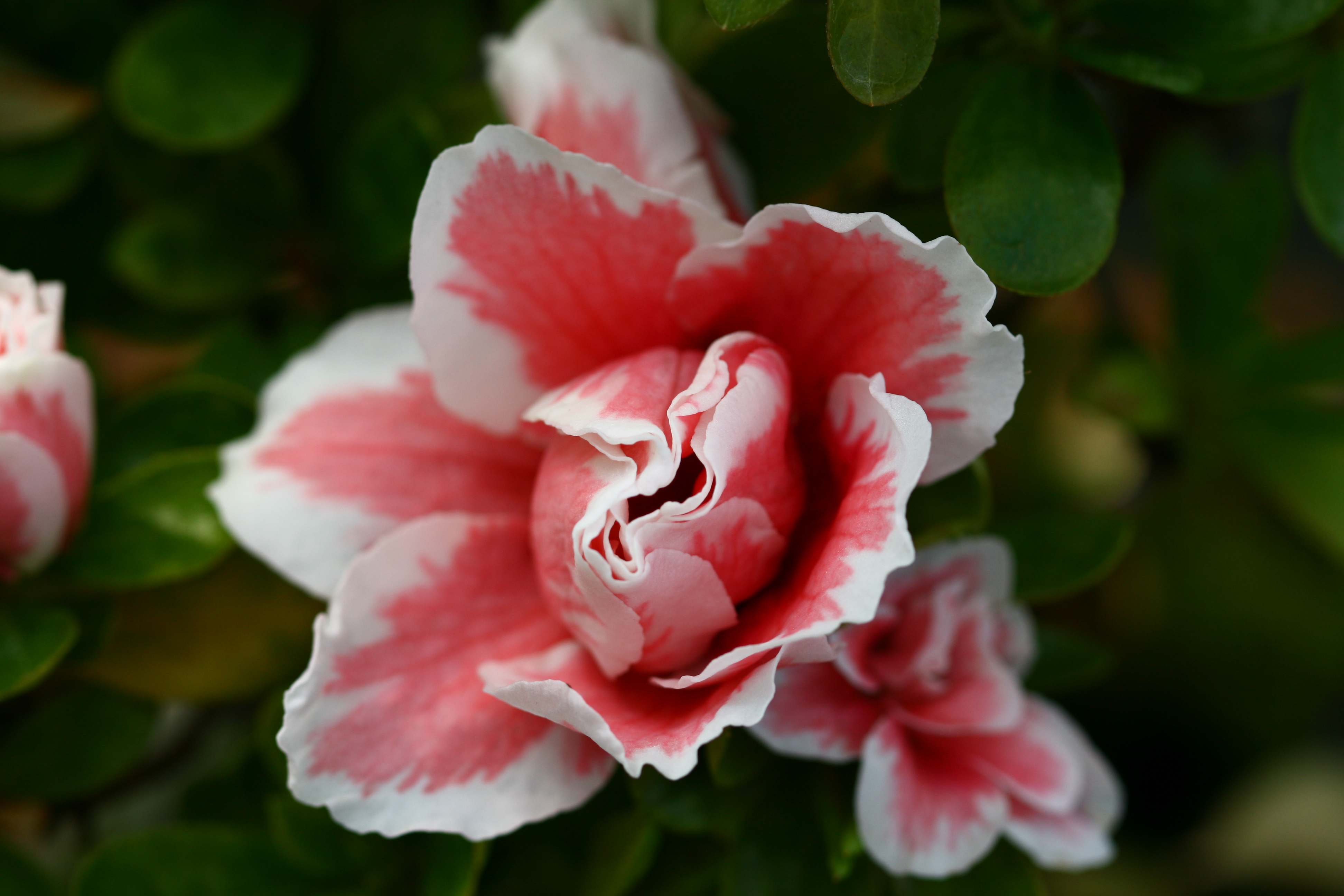 Schaubild 6
