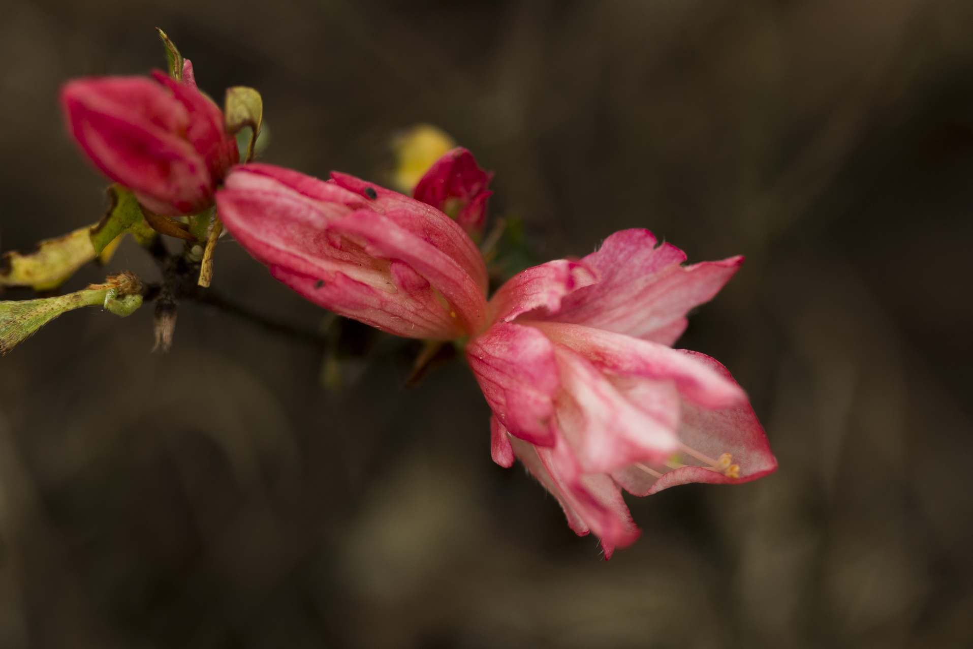 Schaubild 3